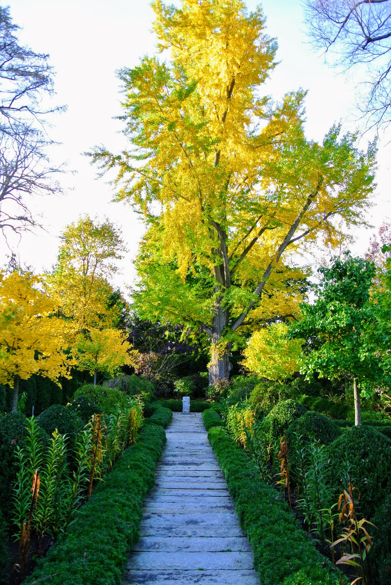 The Fall of the Ginkgo Tree Leaves - The Martha Stewart Blog