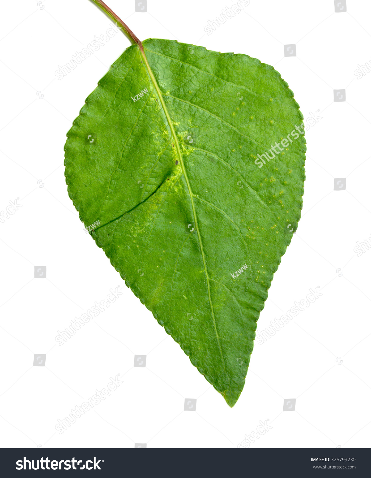 Green Leaf Tree On White Background Stock Photo 326799230 - Shutterstock