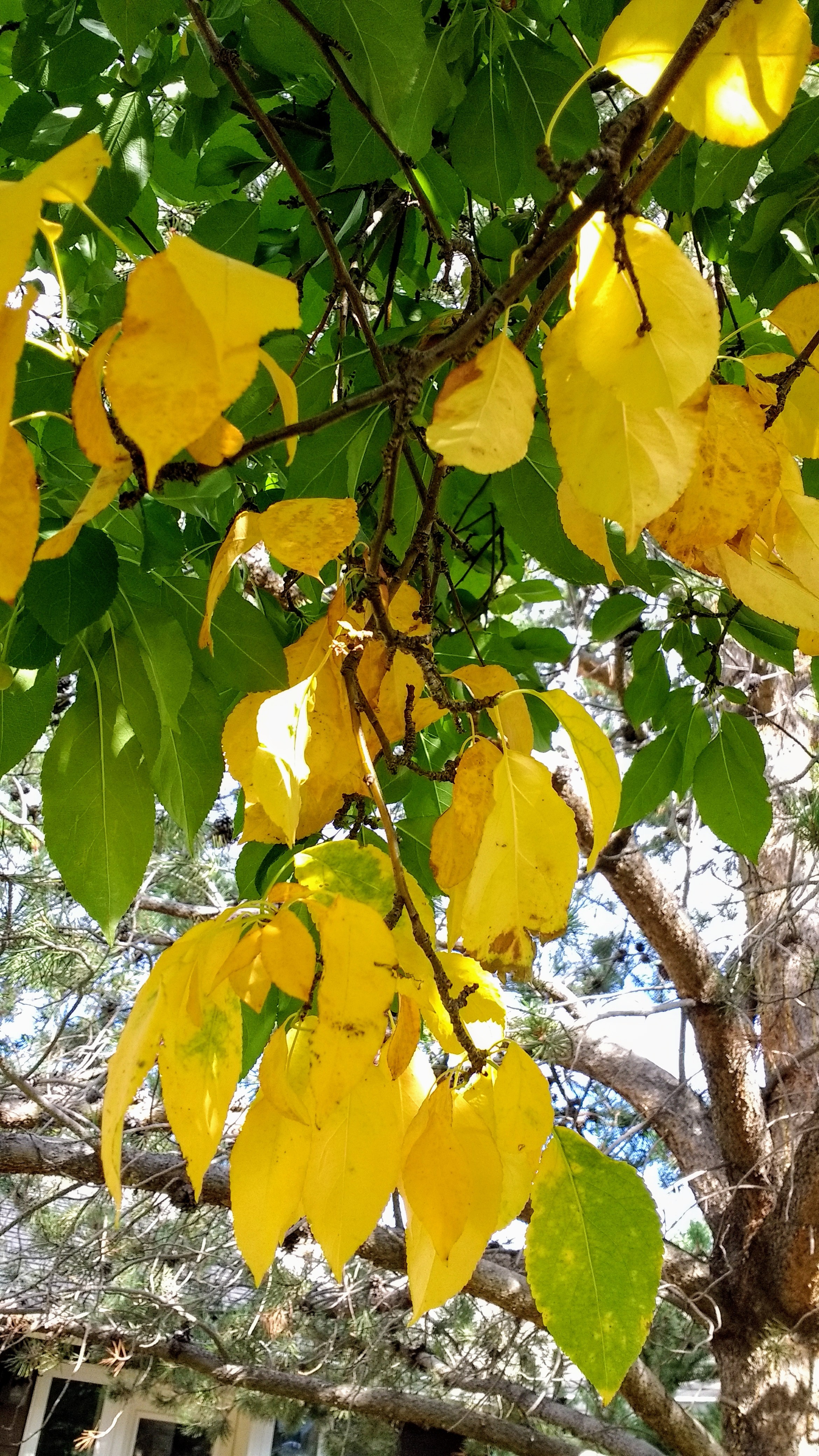 Tree leaves turning yellow - Ask an Expert