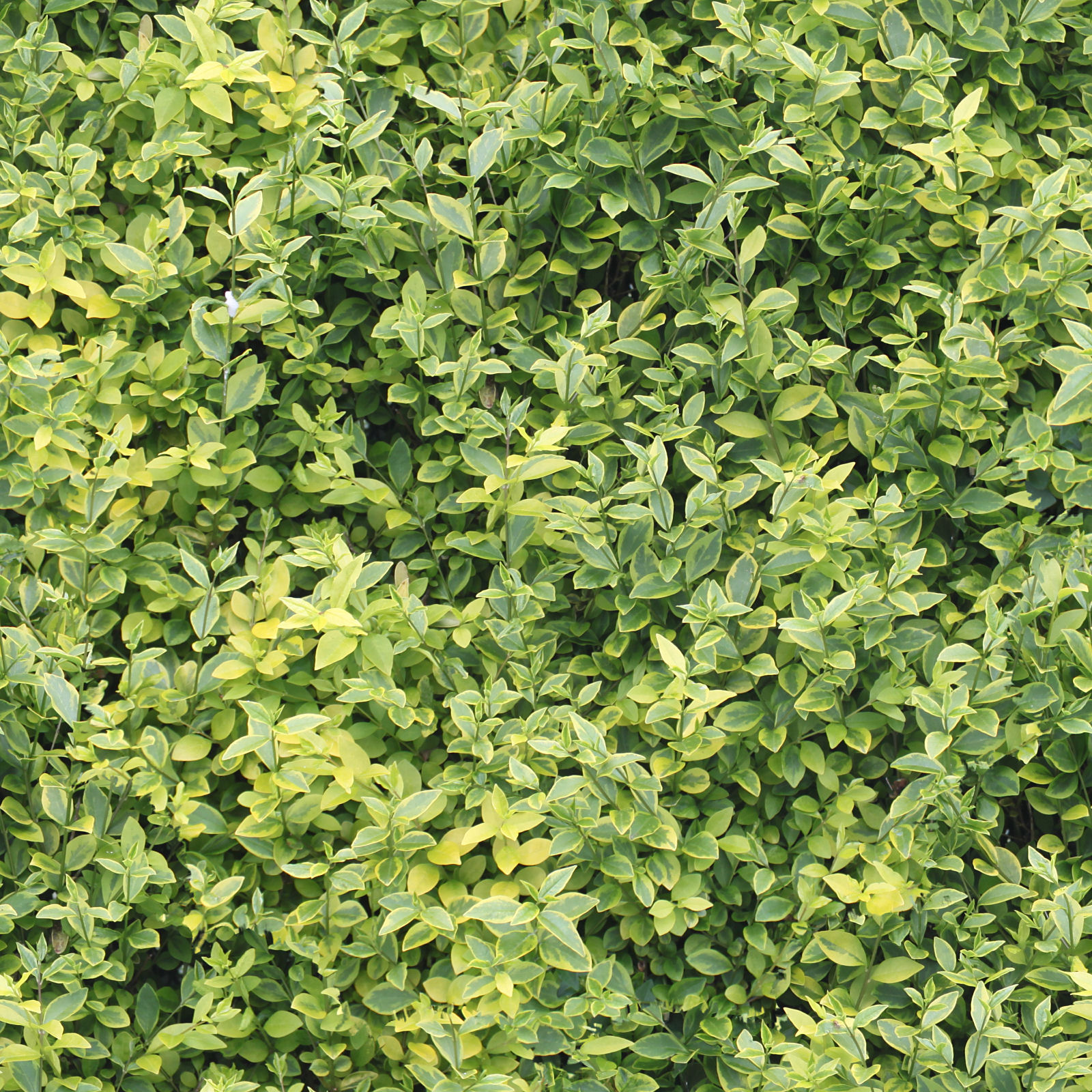 High Resolution Seamless Textures: Seamless hedge green yellow ...