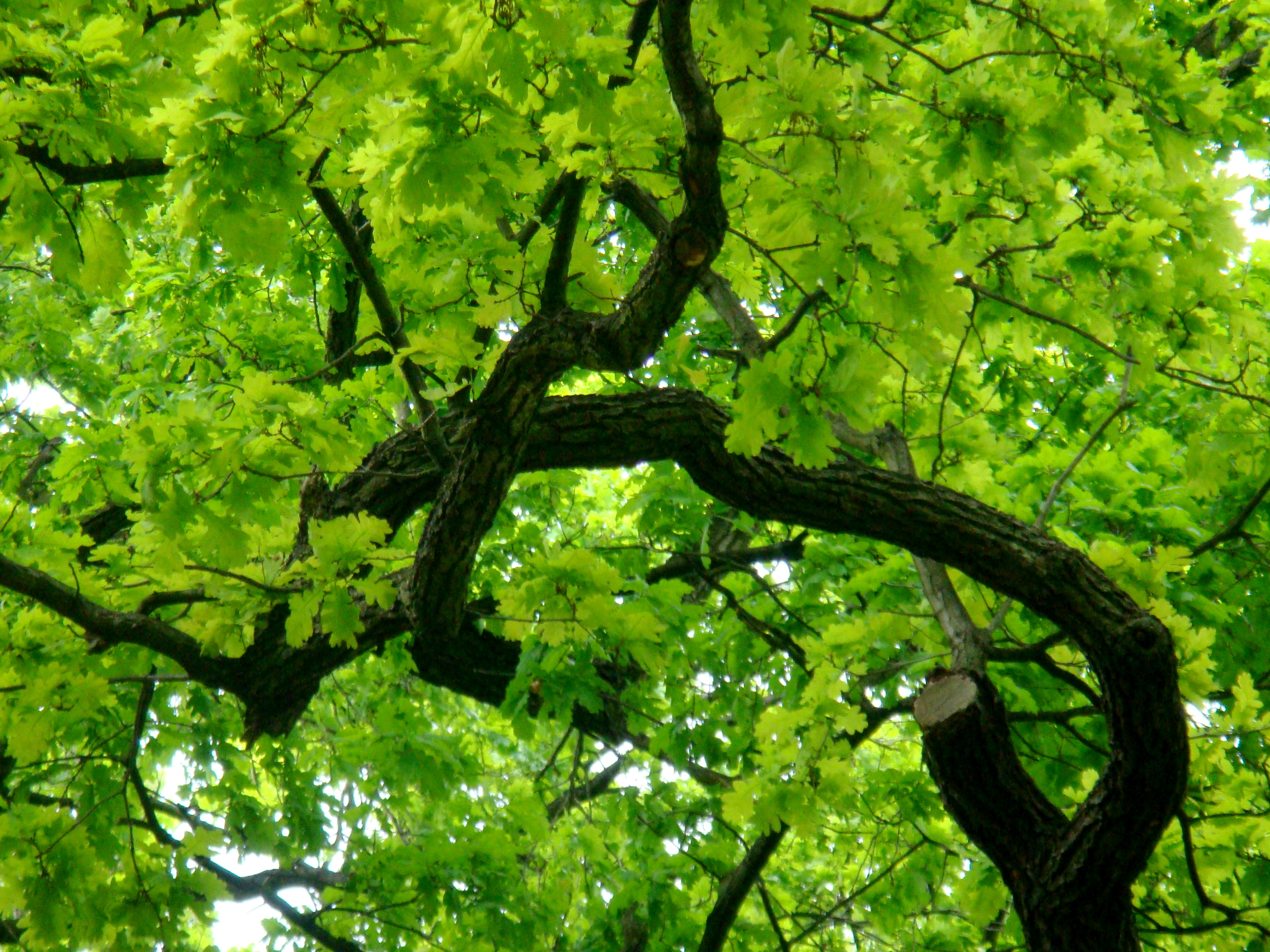 Green-leaf trees photo