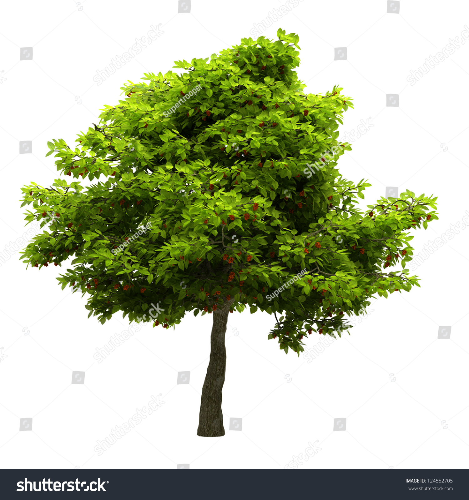 Tree Green Leaves Isolated On White Stock Illustration 124552705 ...