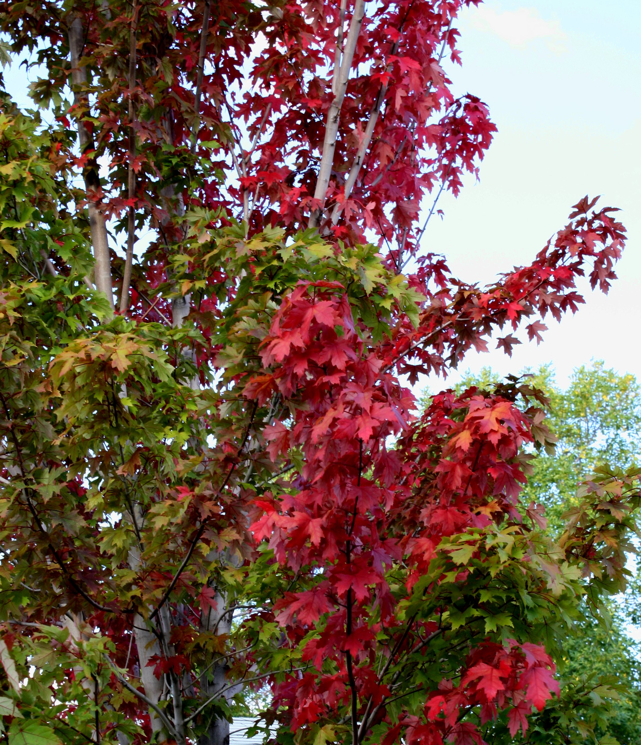 Red Maple Leaves Picture | Free Photograph | Photos Public Domain