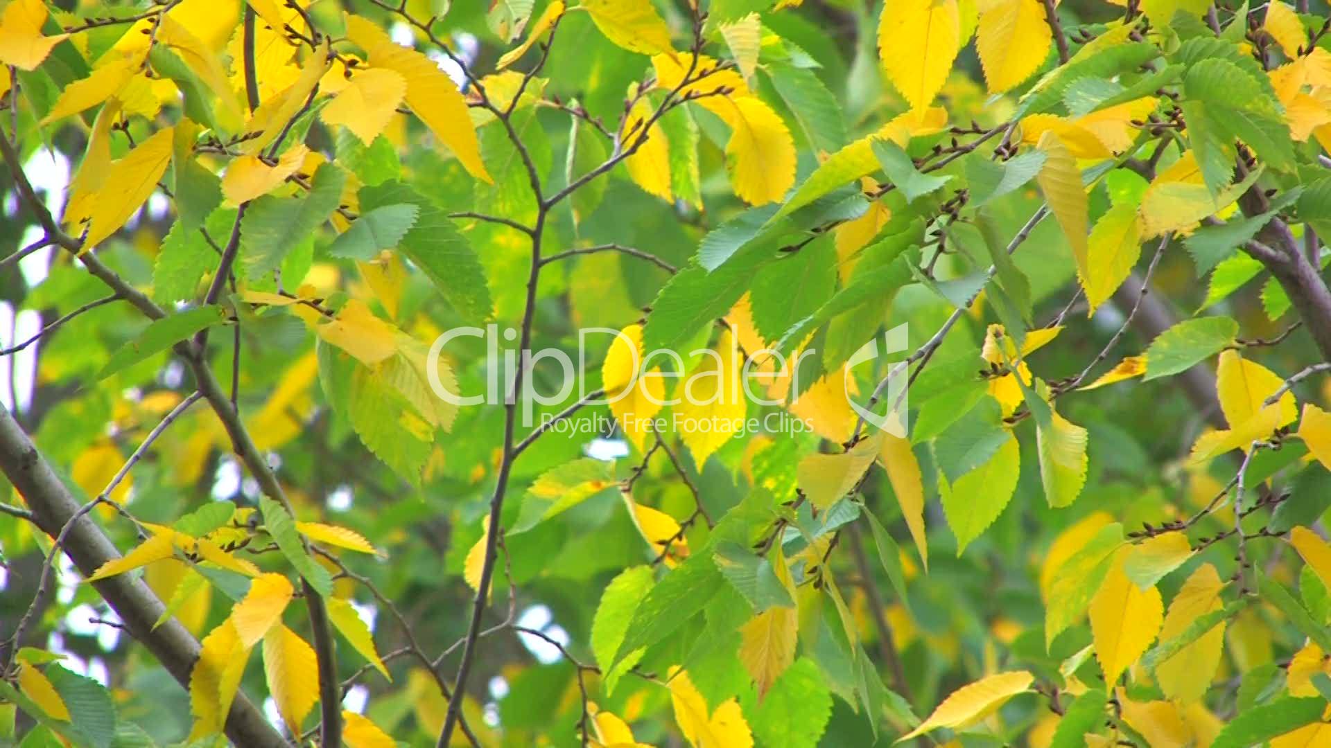 HD Tree branch with green and yellow leaves: Royalty-free video and ...