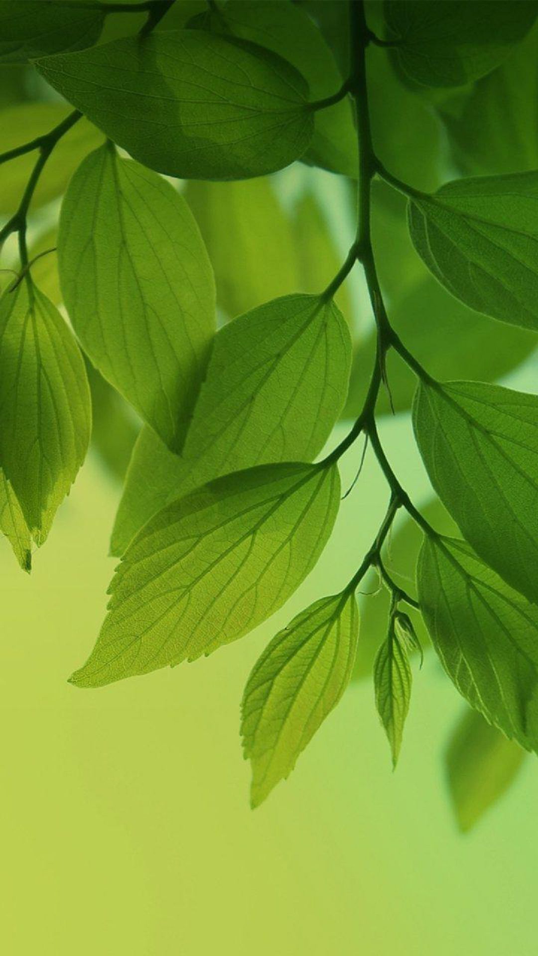 HD Green Leaves Tree Android Wallpaper free download