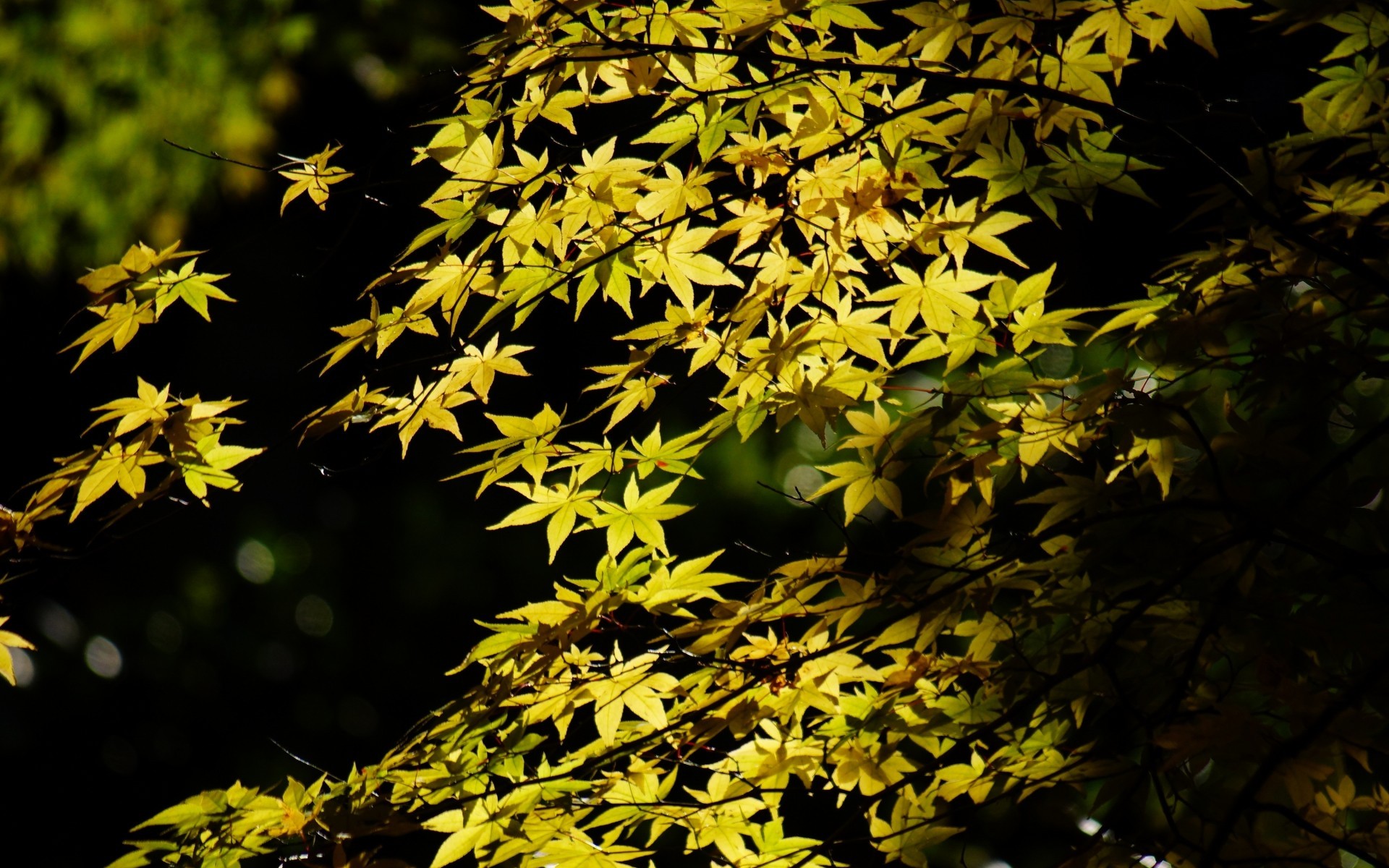 Leaves: Crown Leaves Maple Light Green Leaf Tree Foliage Trees ...