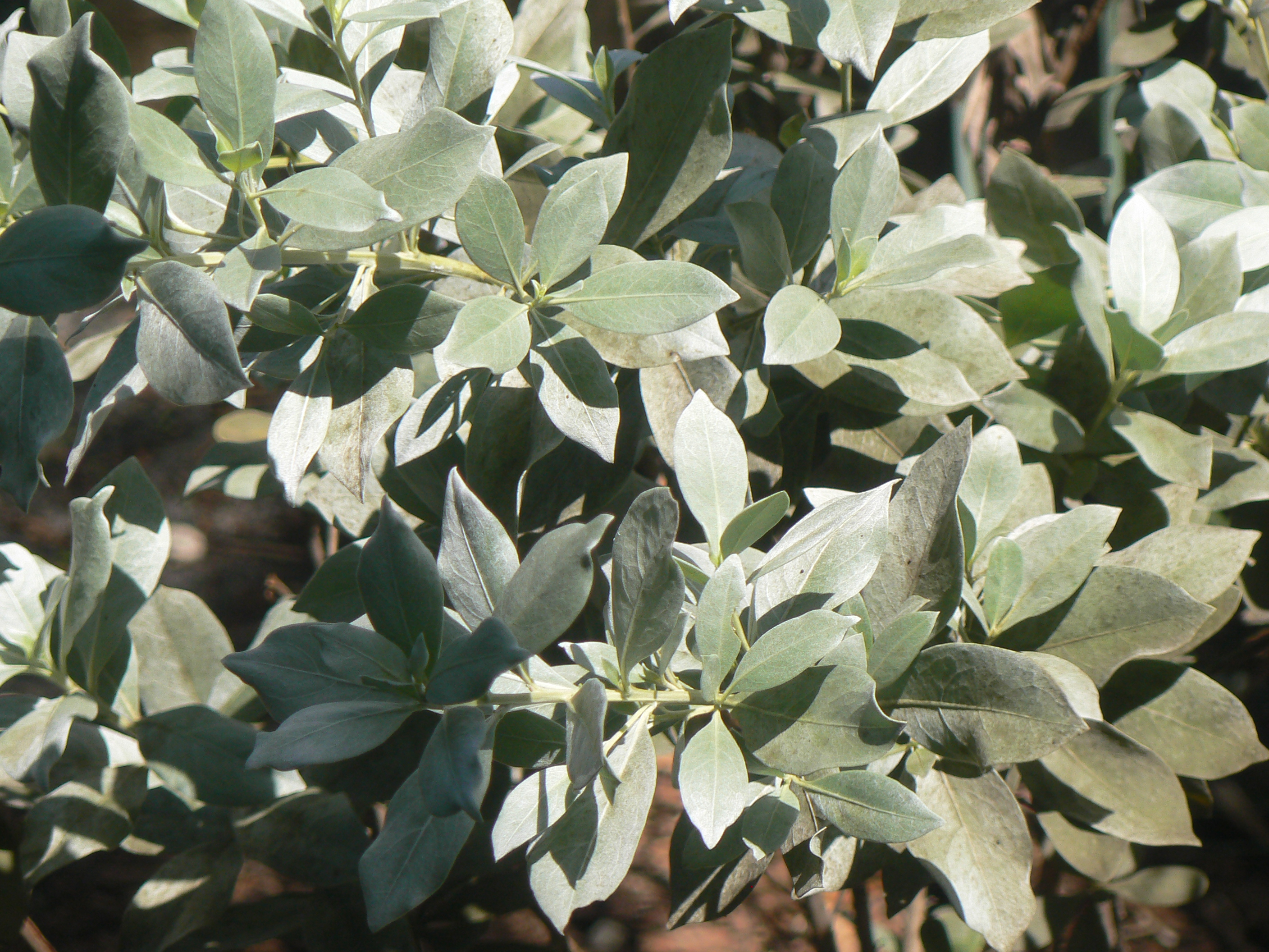 Silver Buttonwood – this beautiful native can be used as a shrub ...