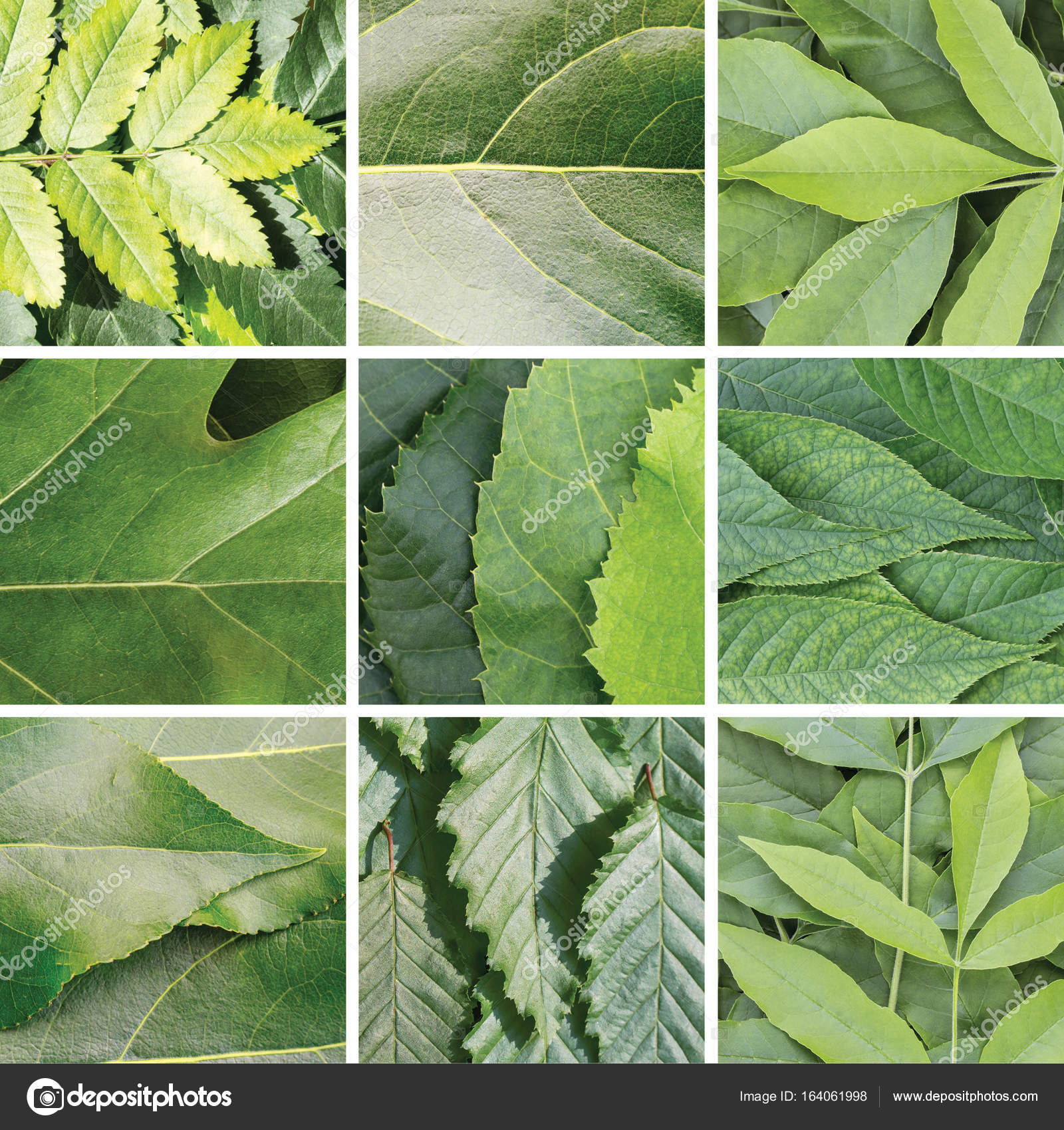 Collage of green leaves of different trees, square — Stock Photo ...