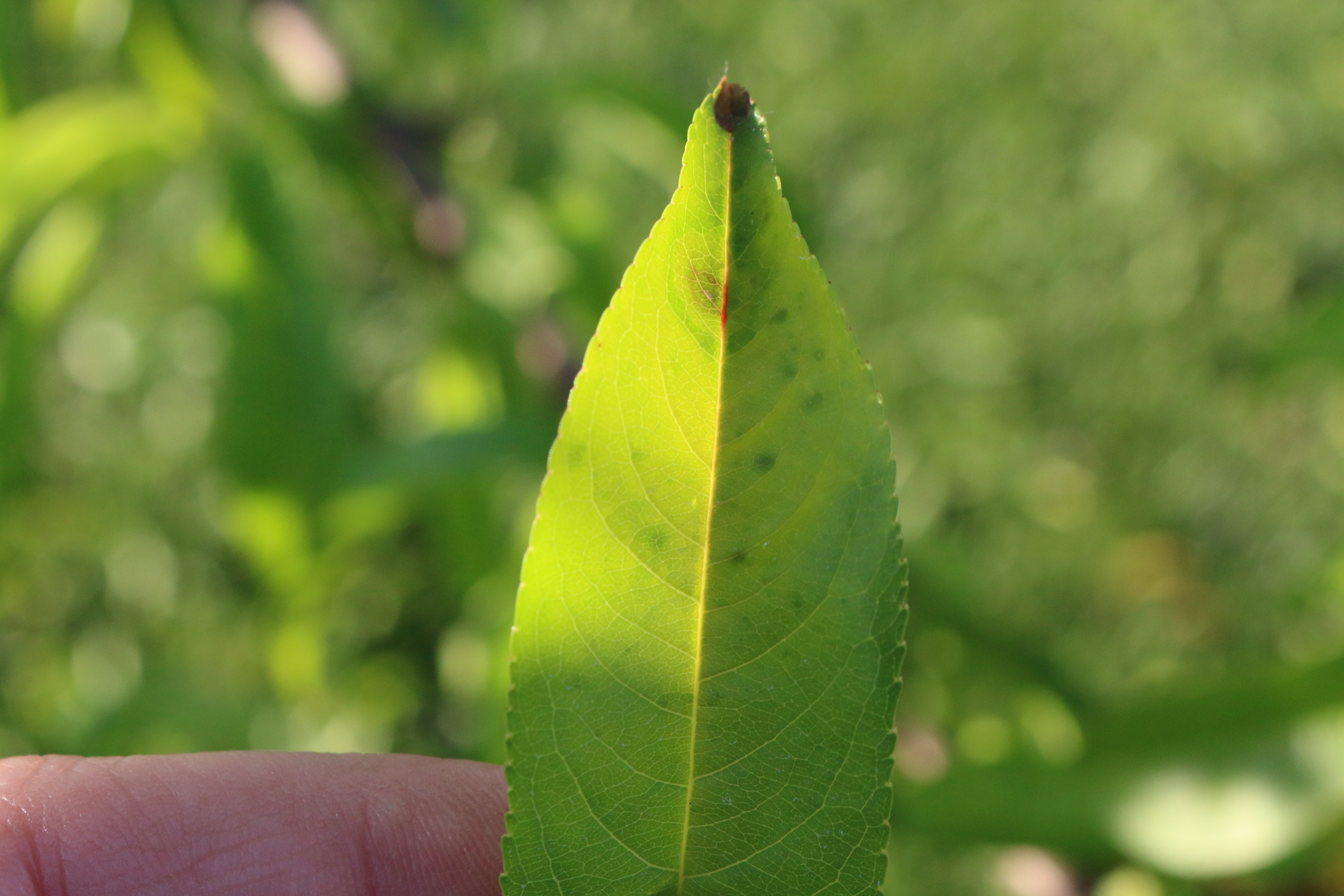 Peach tree leaf fall in May - Ask an Expert