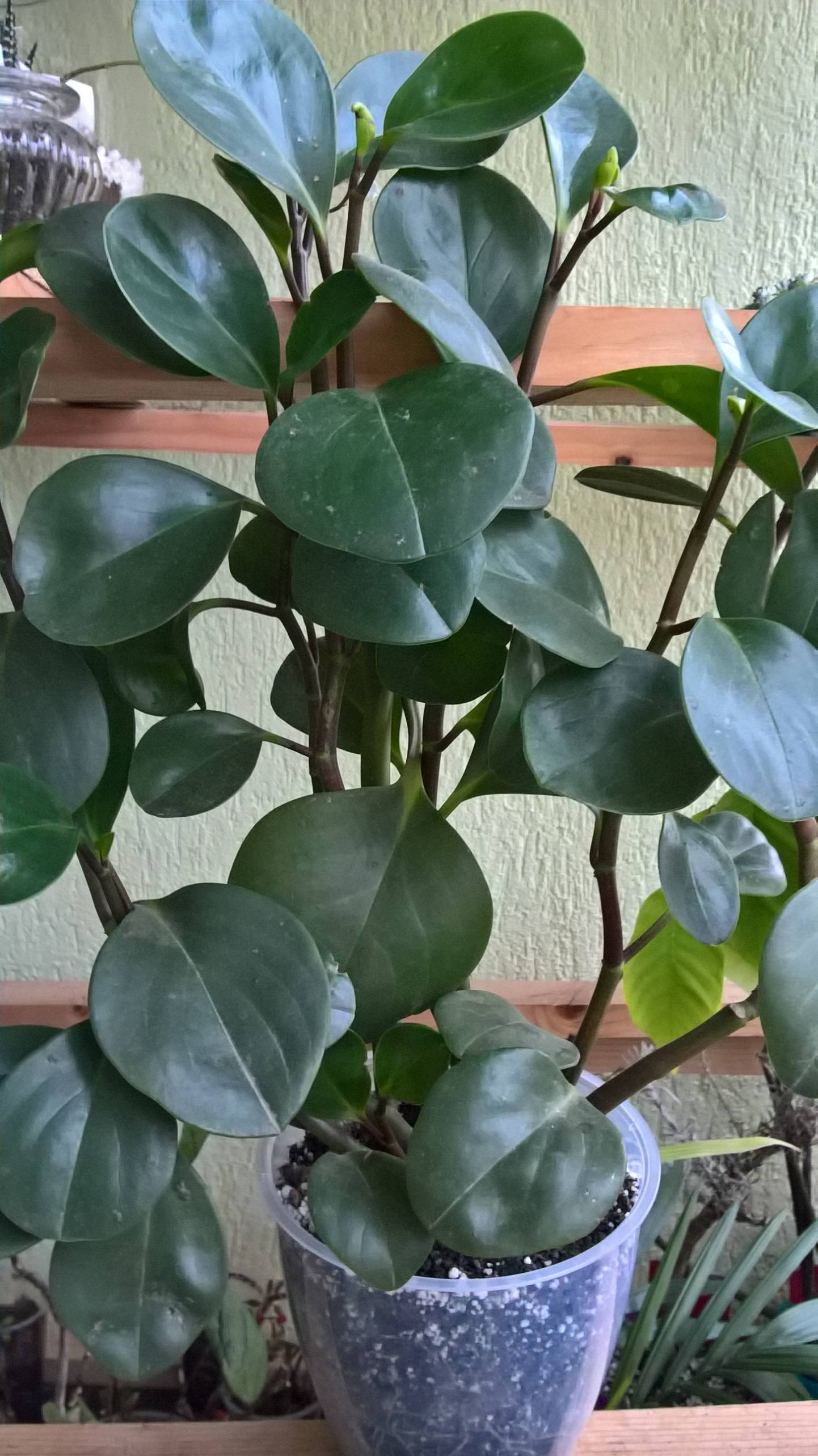 identification - What is the name of this potted plant with large ...