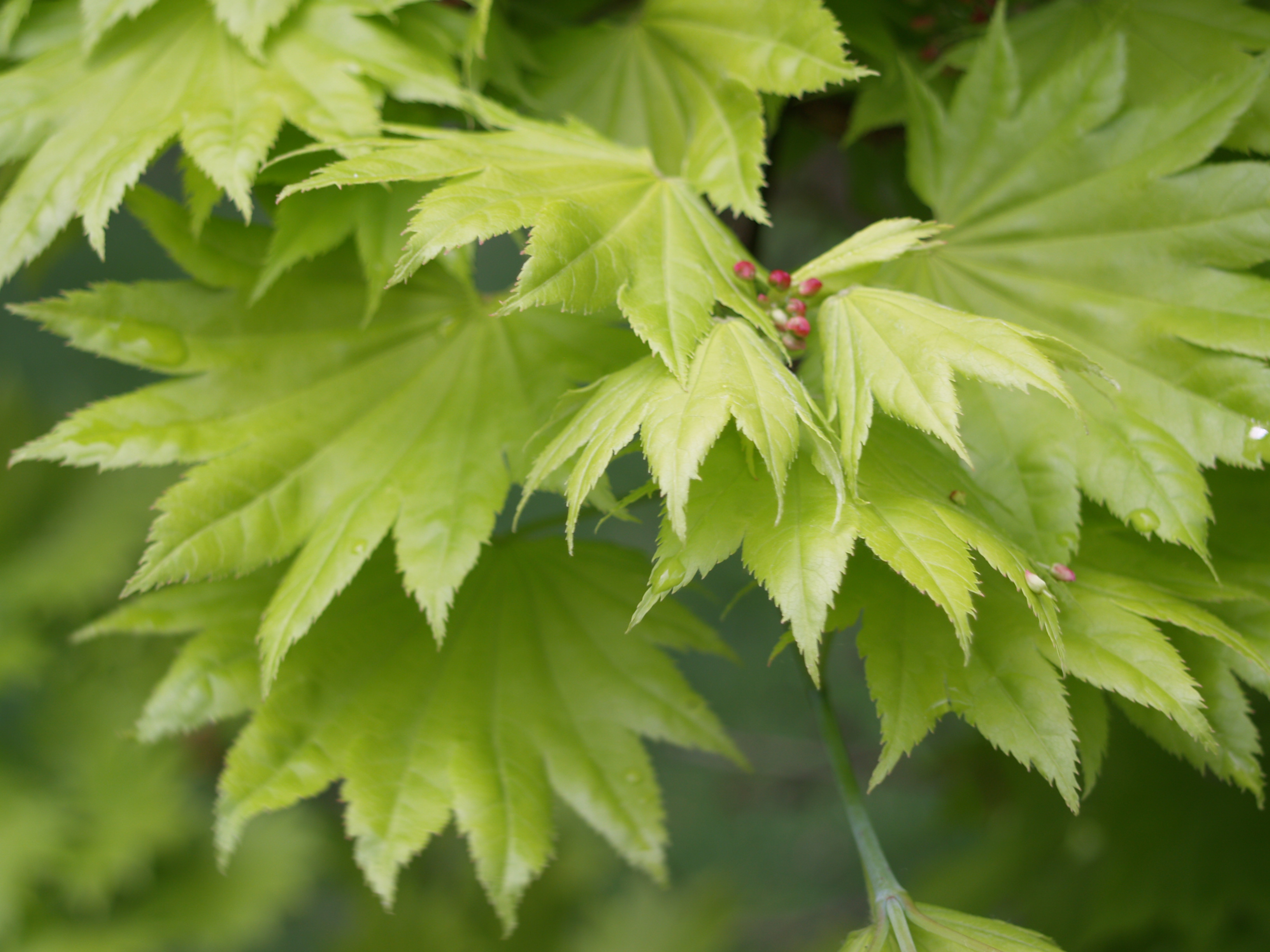 More about Japanese maples | Ramblin' through Dave's Garden