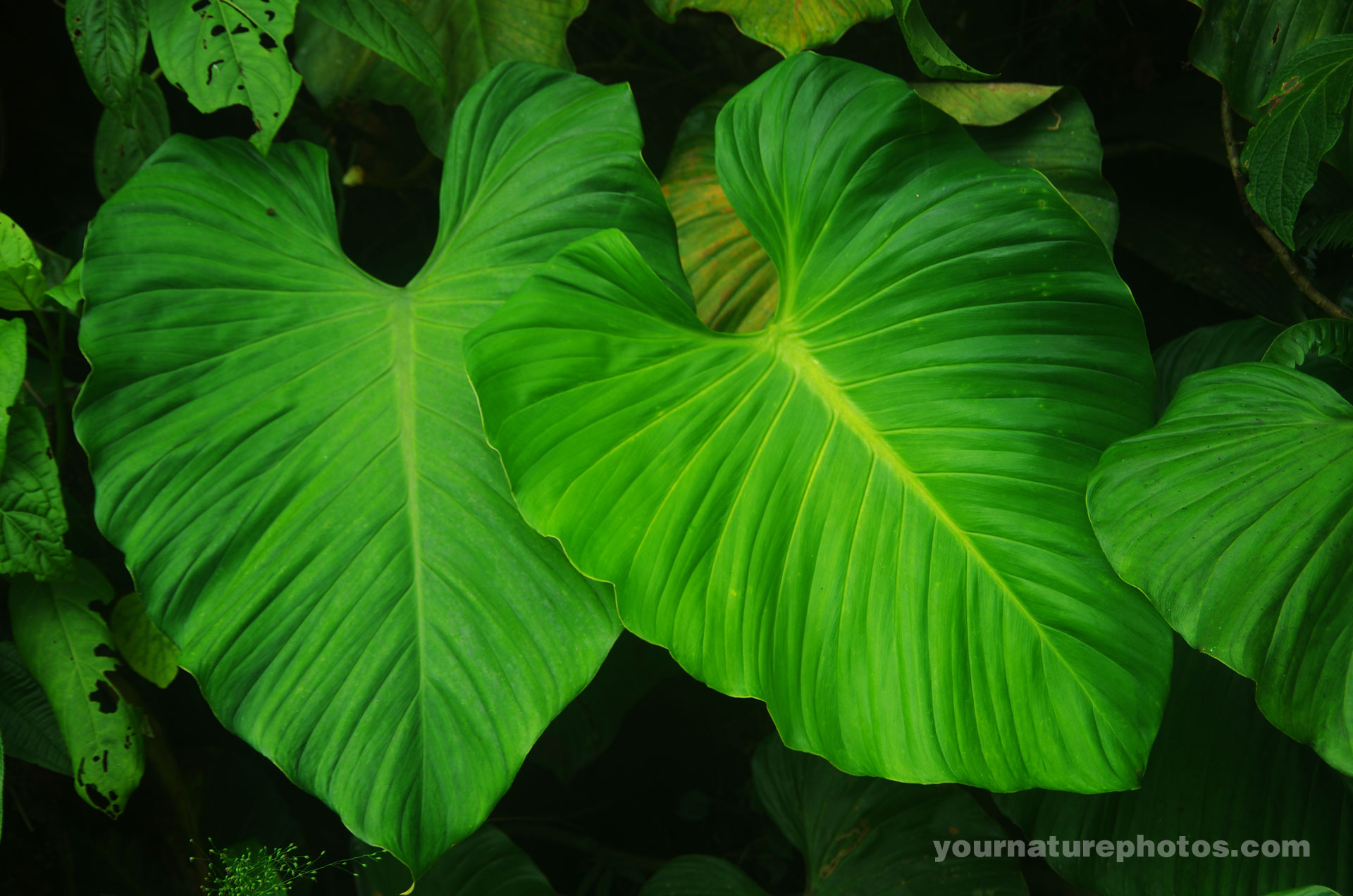 Huge Green Leafs | Yournaturephotos.com HD Nature Wallpapers