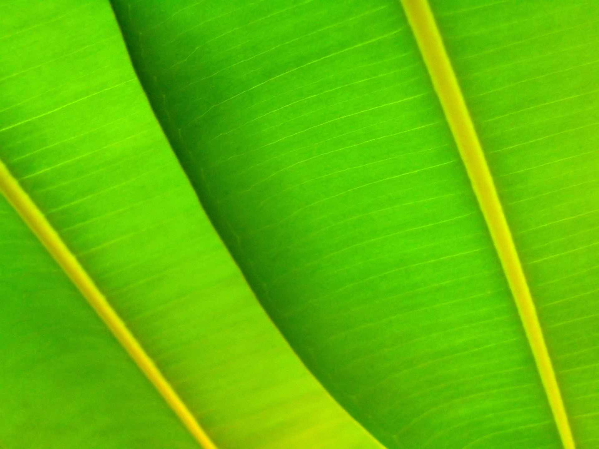 Green leafs photo