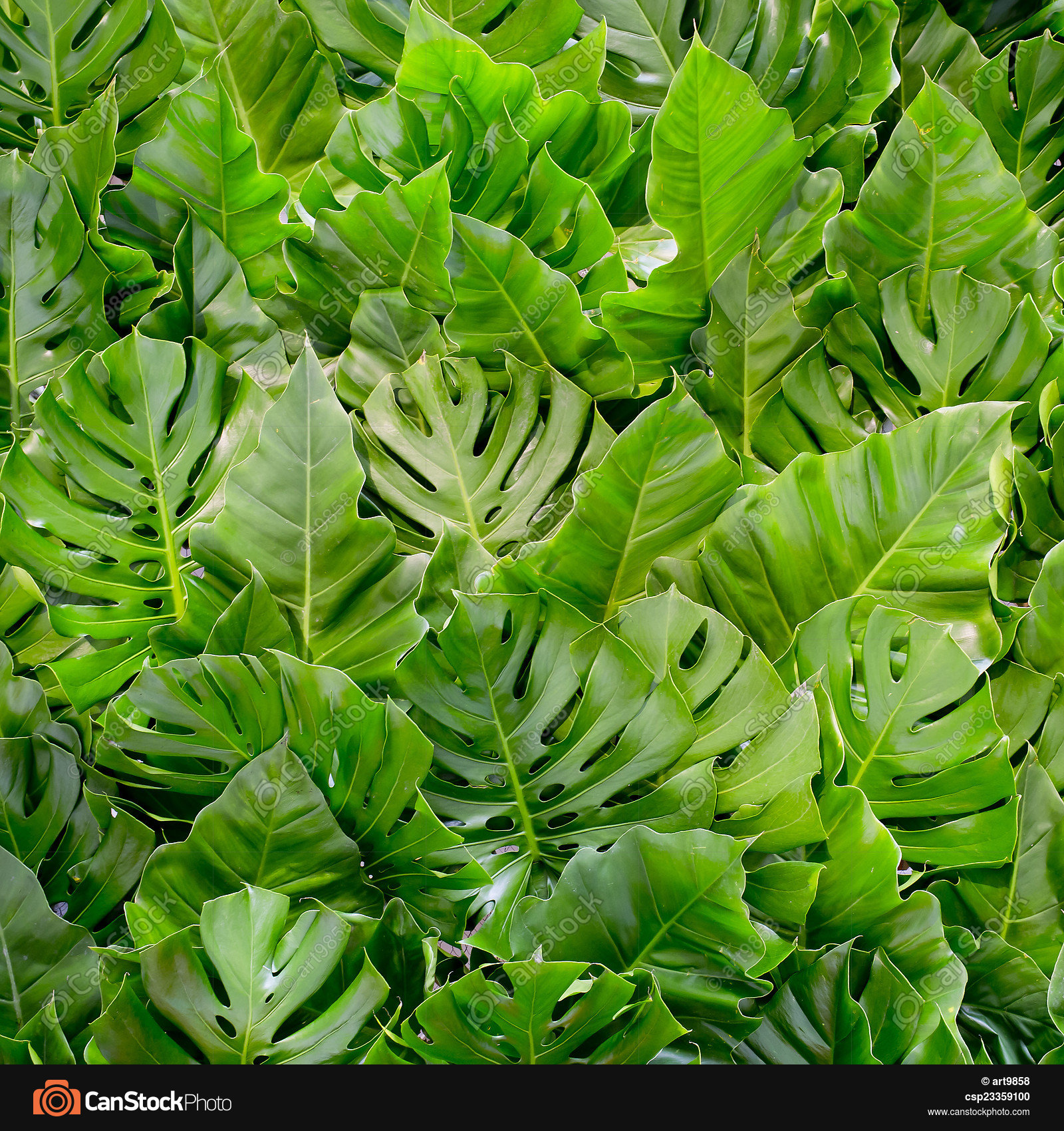 Big green leafs background stock photography - Search Pictures and ...