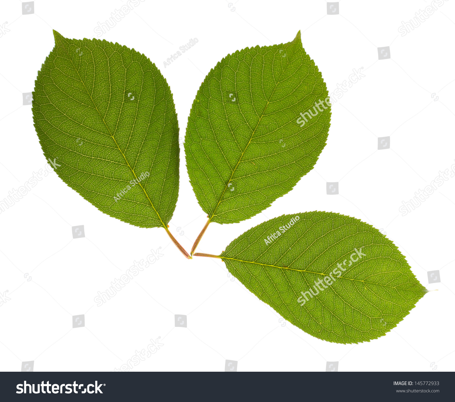 Beautiful Green Leafs Isolated On White Stock Photo 145772933 ...