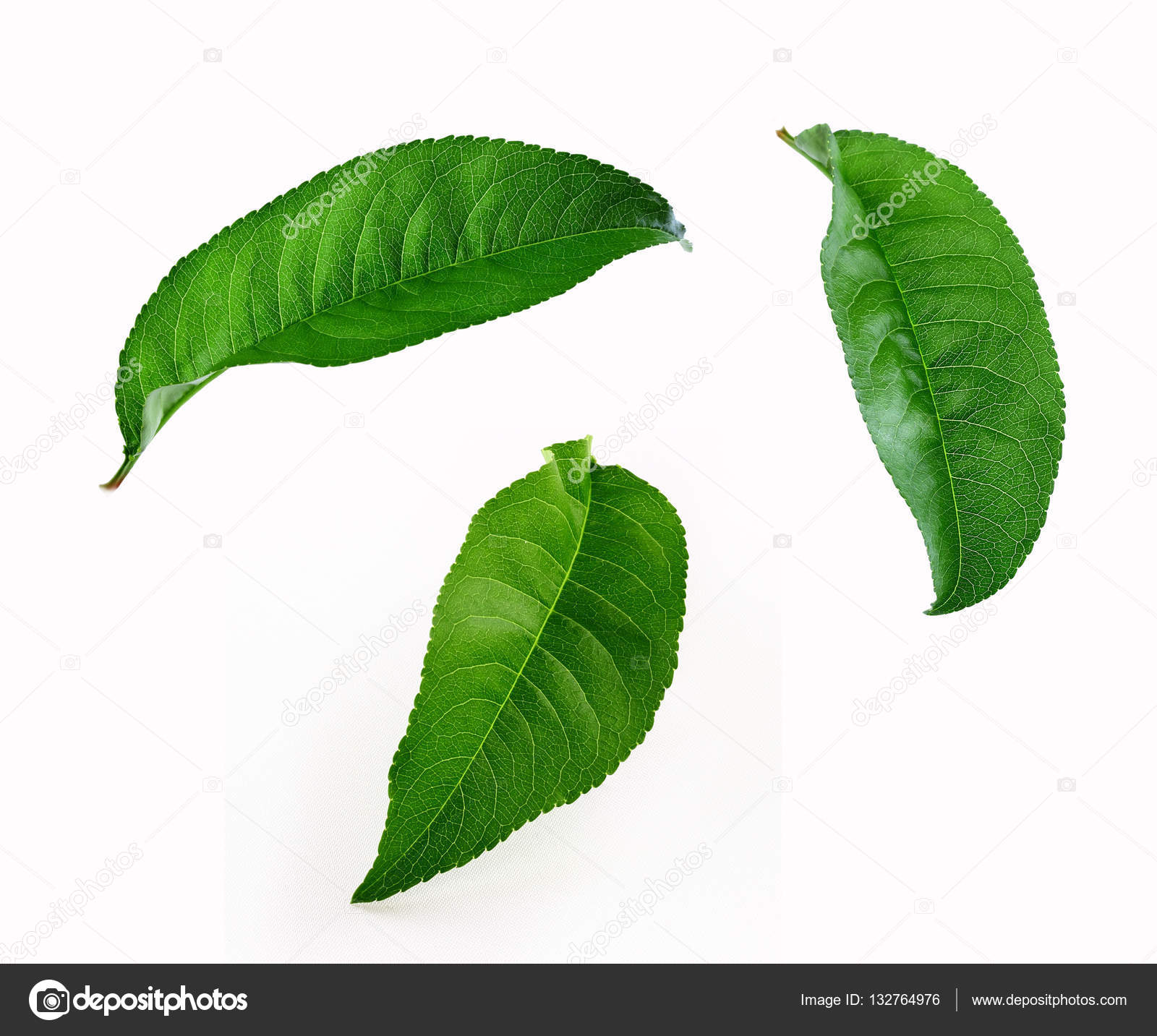 peach green leafs — Stock Photo © kenmind #132764976