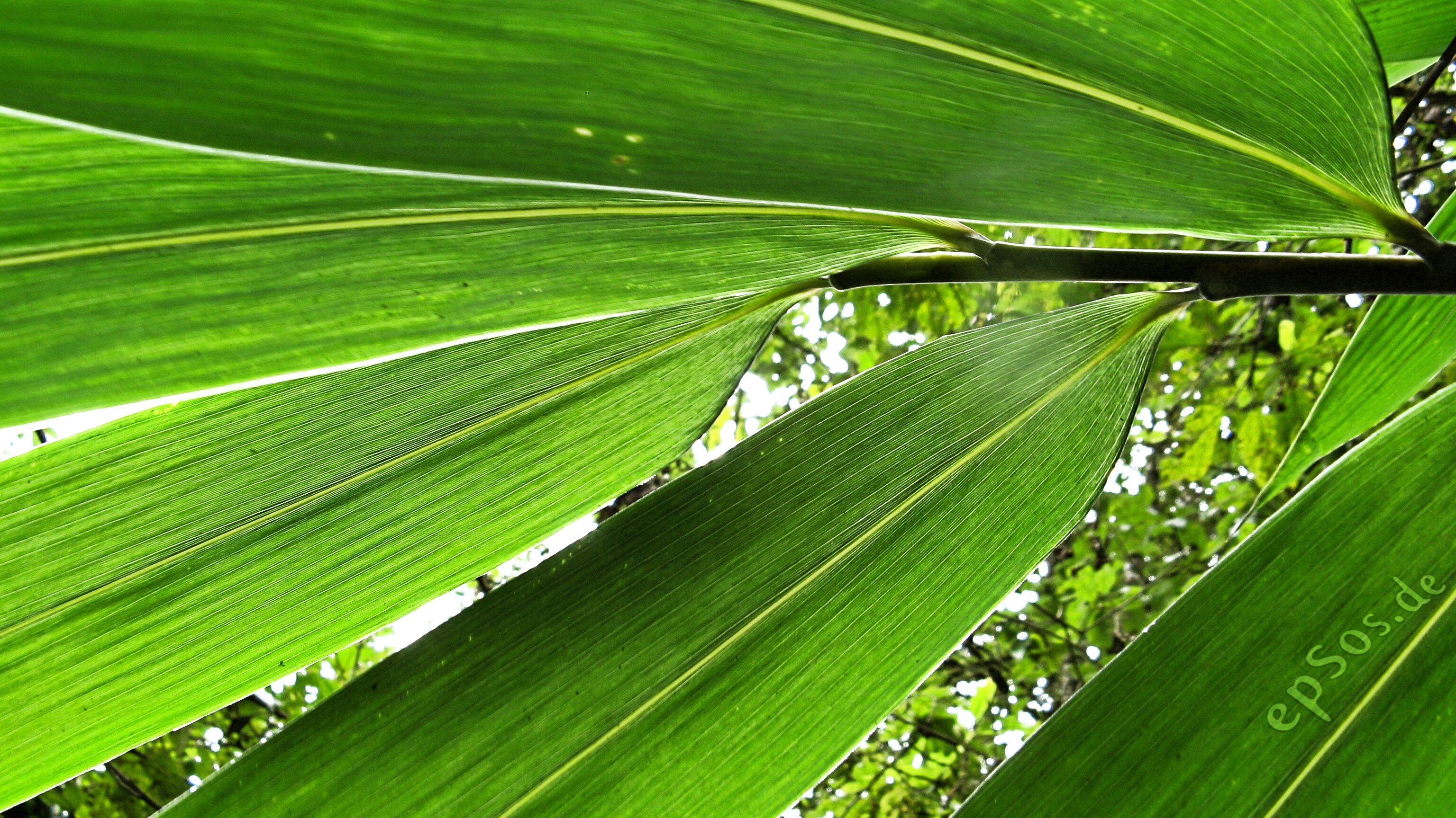 File:Organic Green Leafs of Bamboo.jpg - Wikimedia Commons