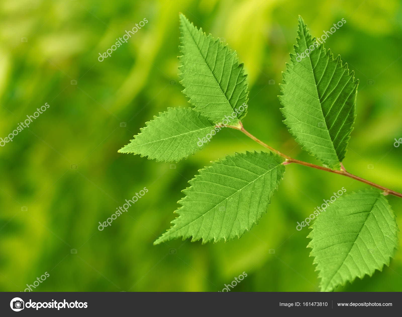 Green leafs closeup — Stock Photo © Goir #161473810