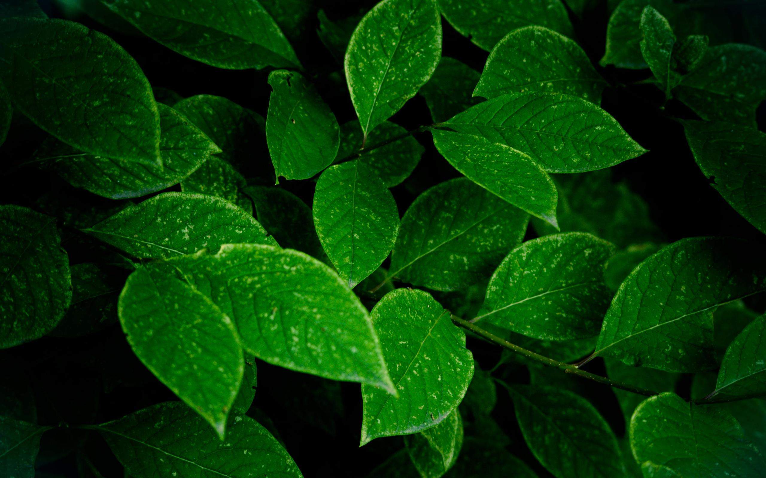 green-leafs - www.opendesktop.org