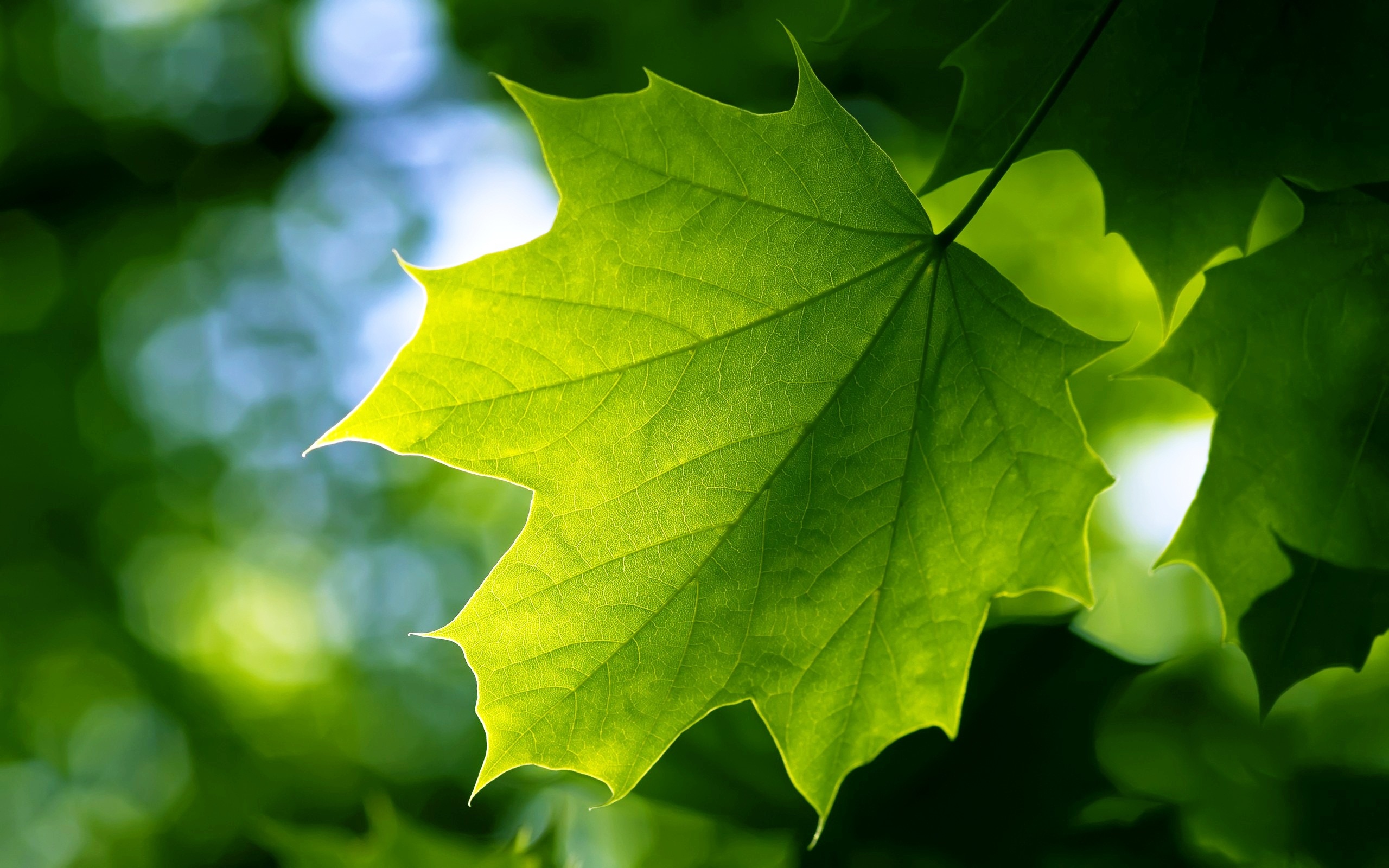 Green Leaf Wallpapers in jpg format for free download