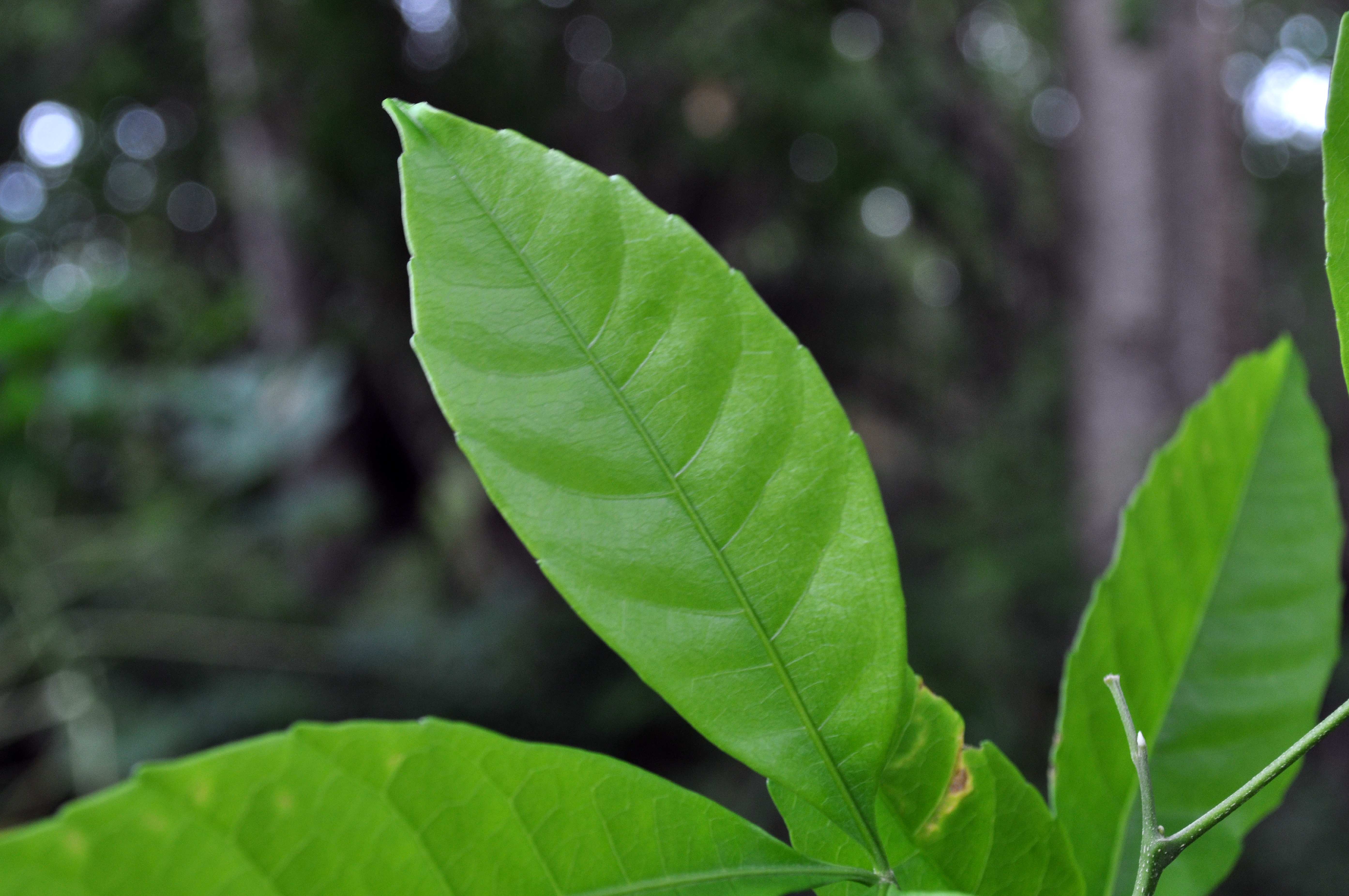 Free picture: three, big, green leafs