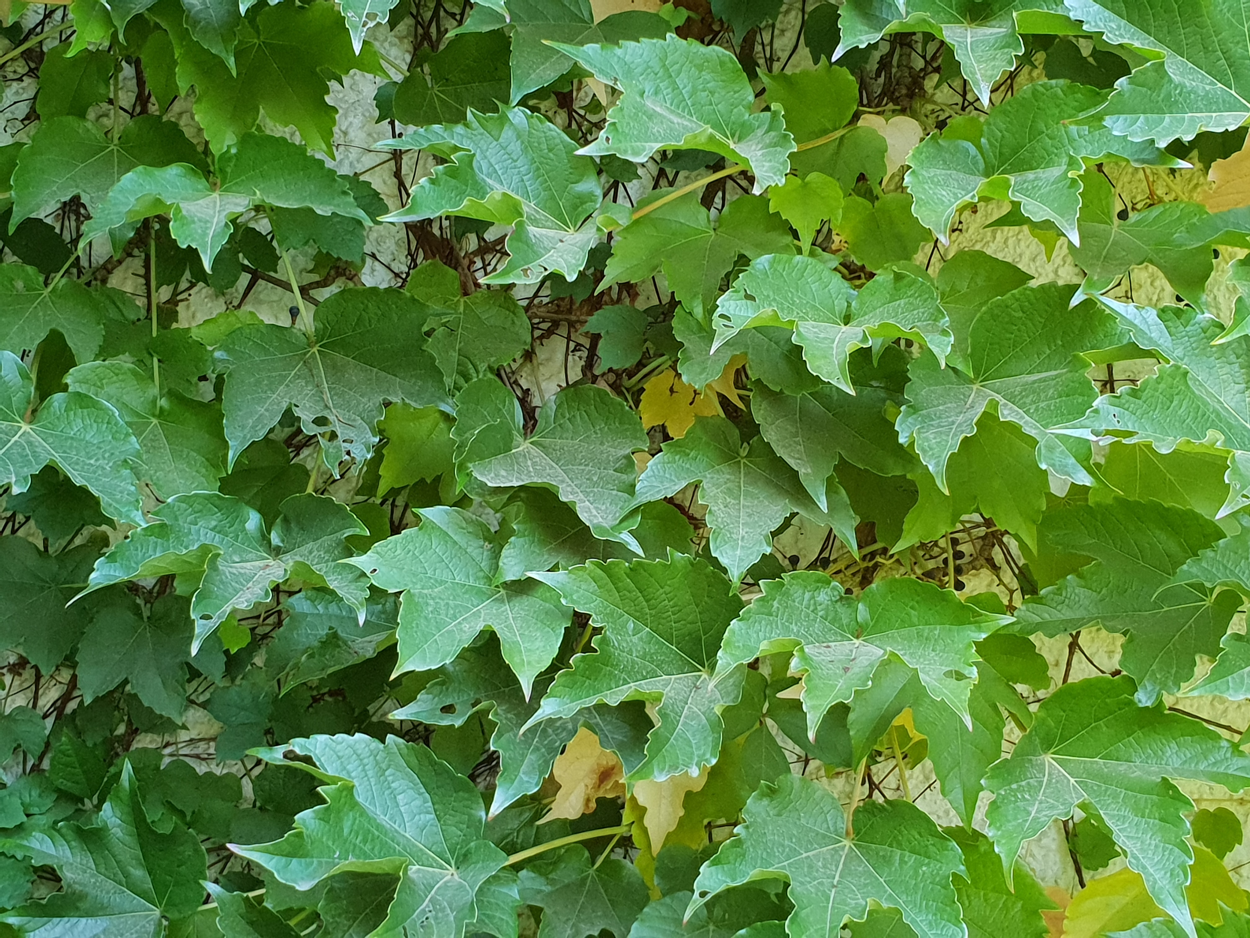 Green leaves, Green leaves