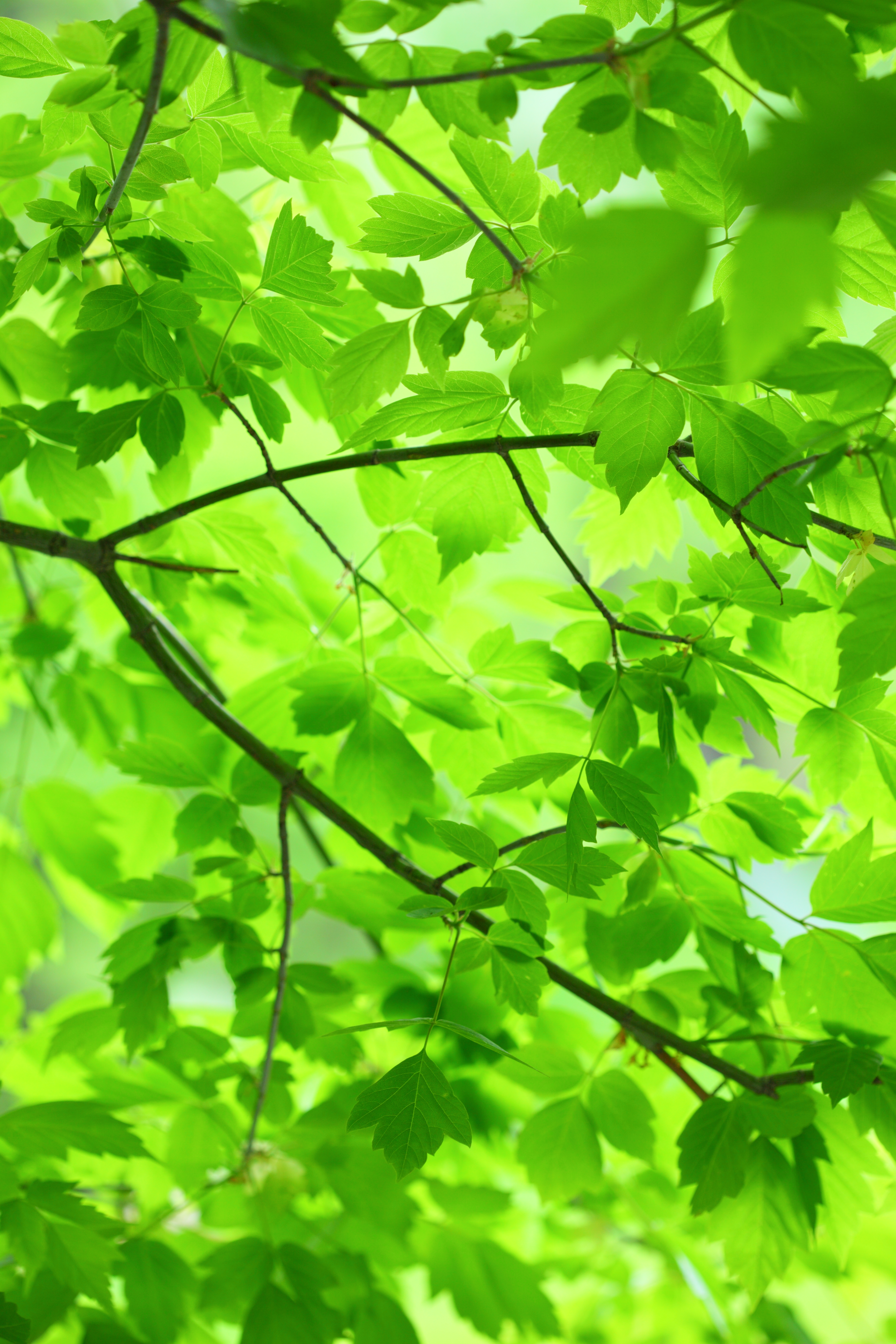 File:Verde Green Leaves and Branches (4685984443).jpg - Wikimedia ...