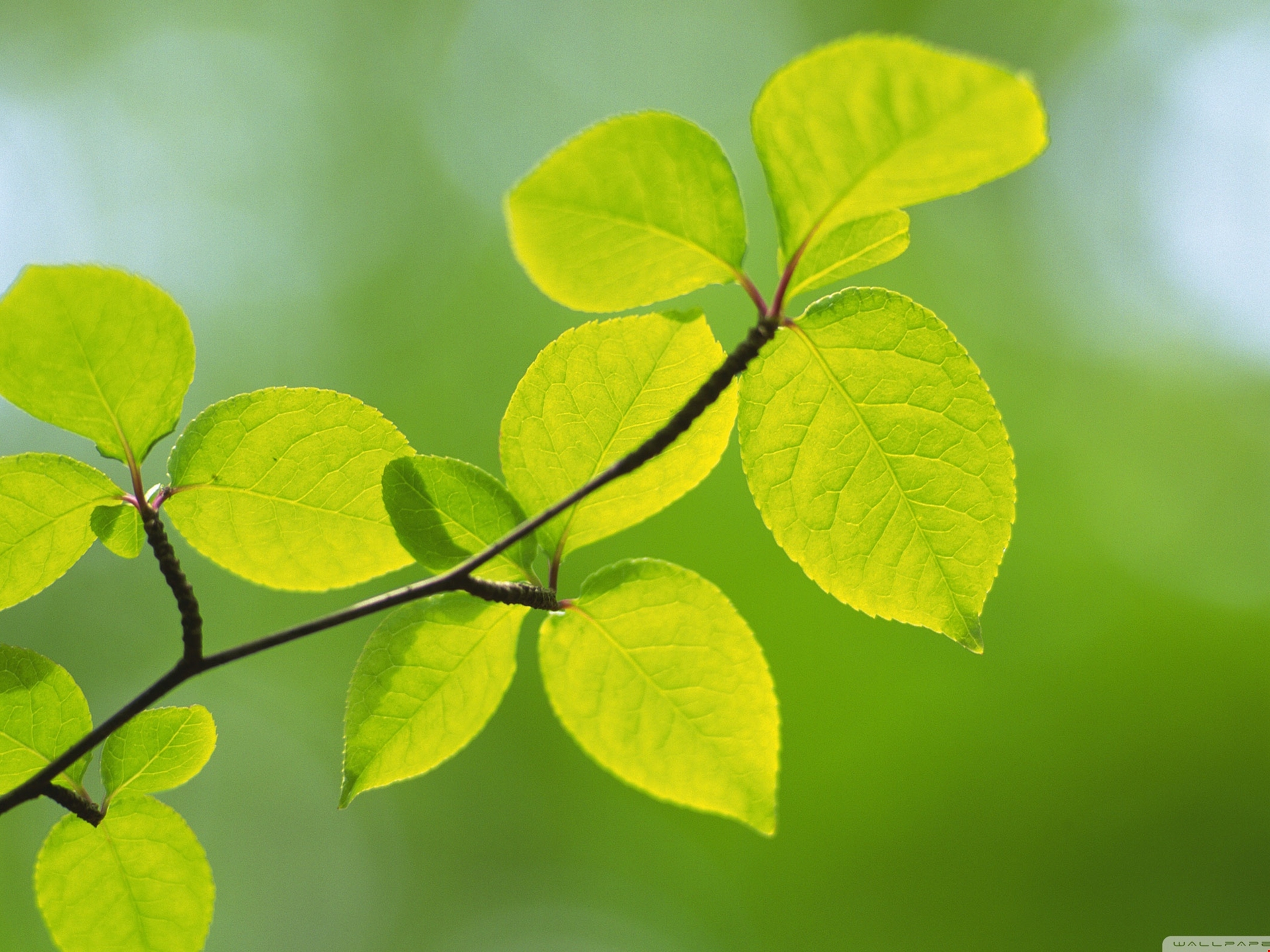 2k Branch With Green Leaves 27 - Fresh Background #62680 | HD ...