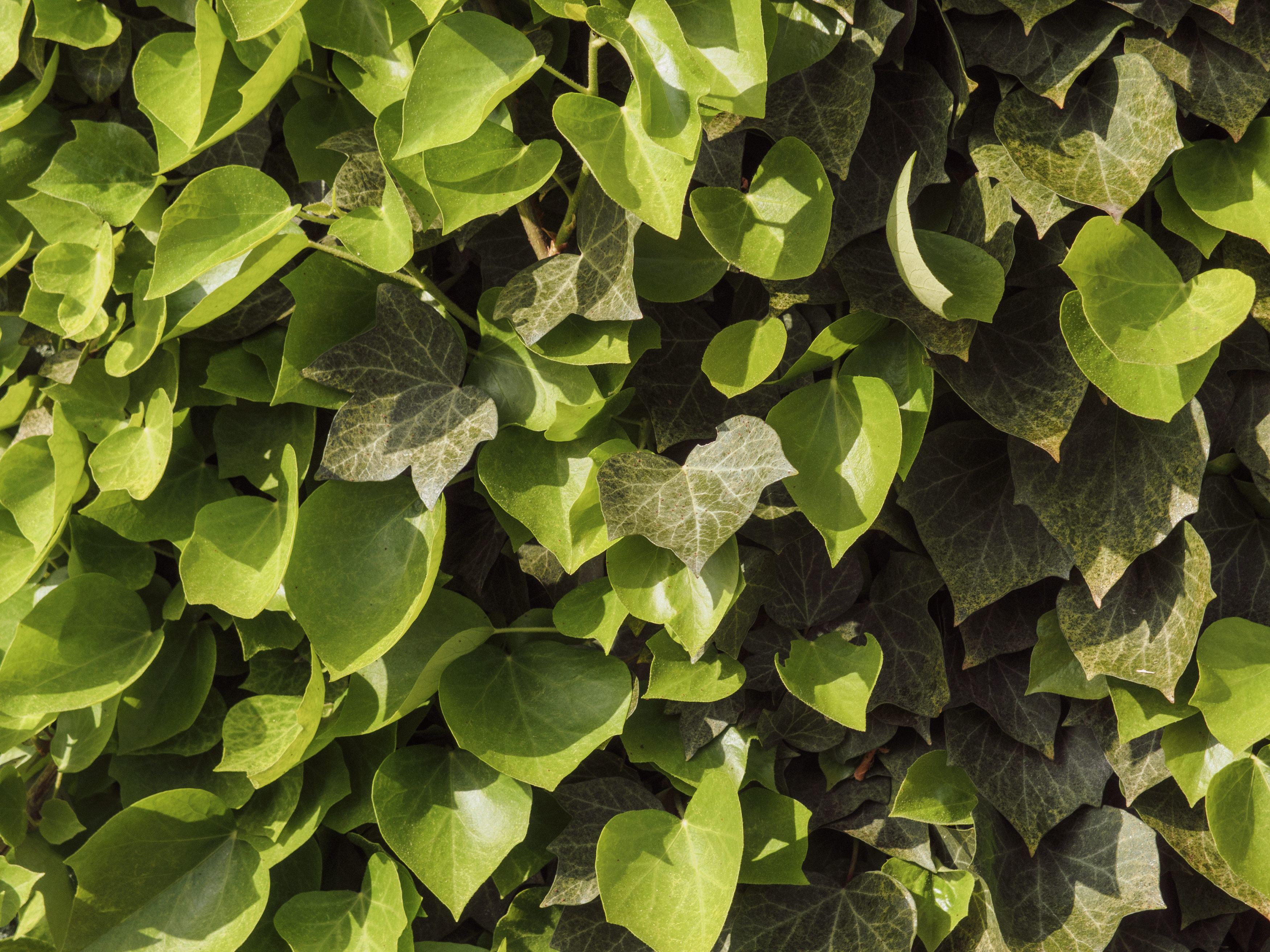 Free Image: Green leaves background | Libreshot Public Domain Photos