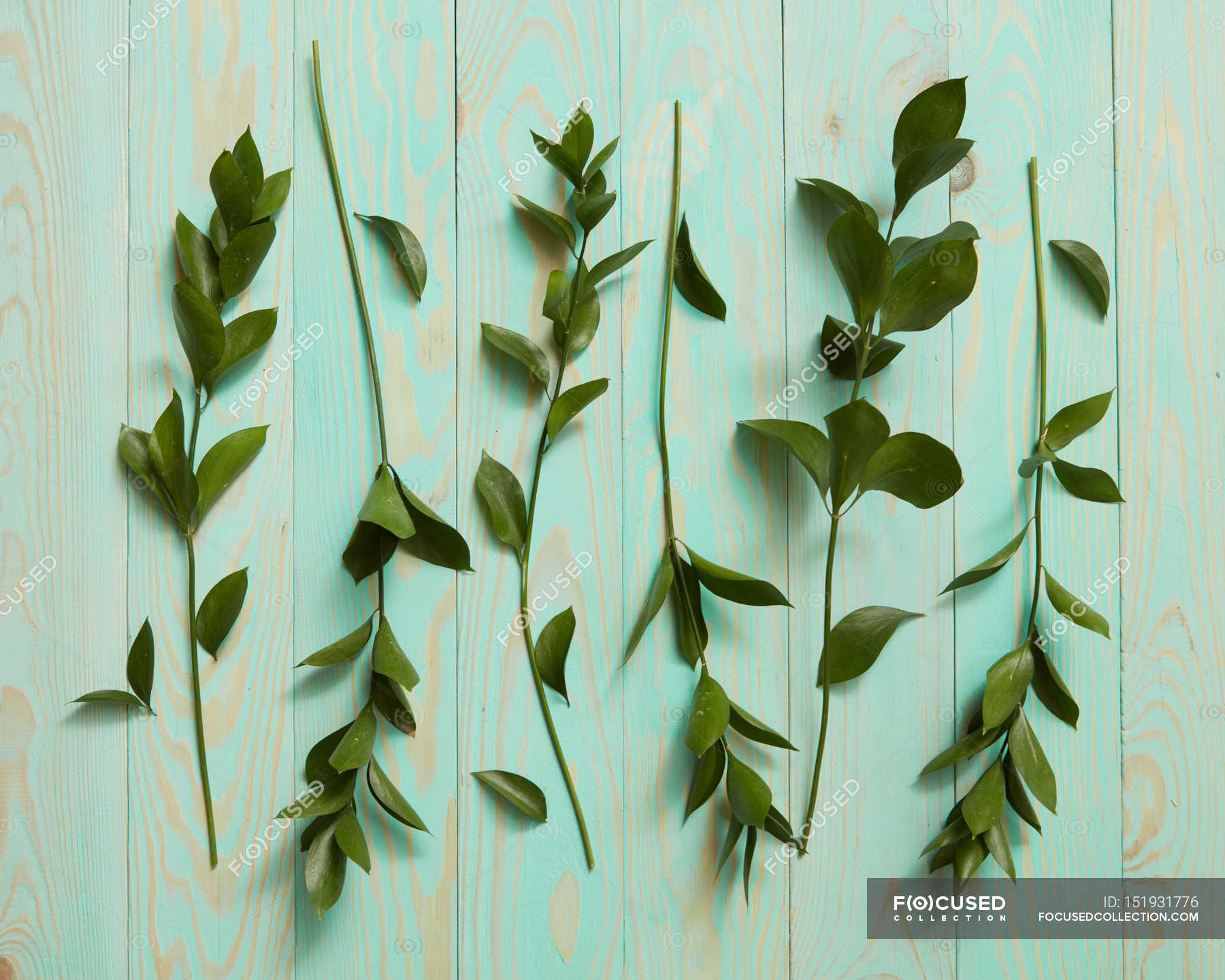 Decorative green leaves composition — Stock Photo | #151931776