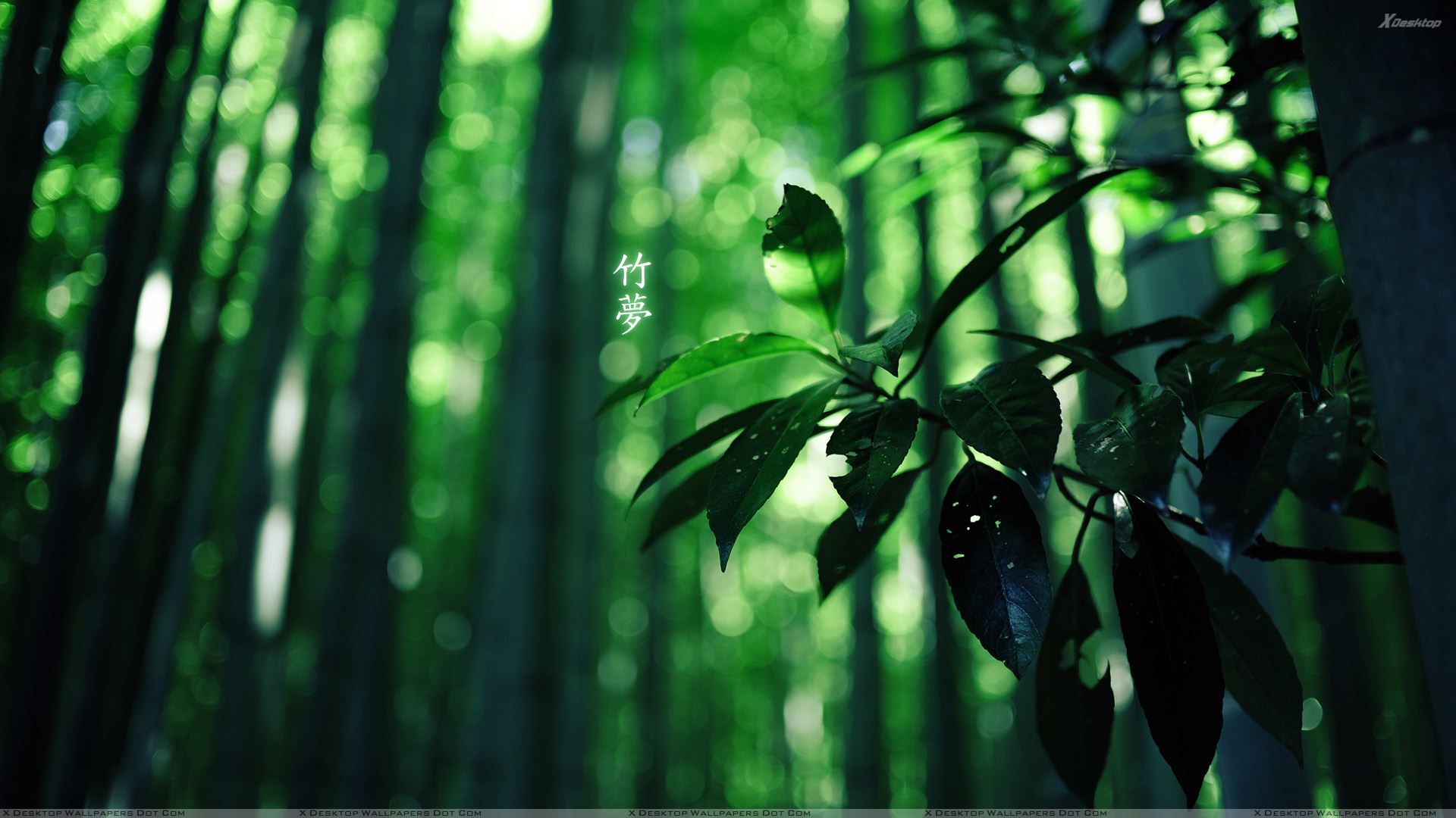 Green Leaves Photo In Forest Wallpaper
