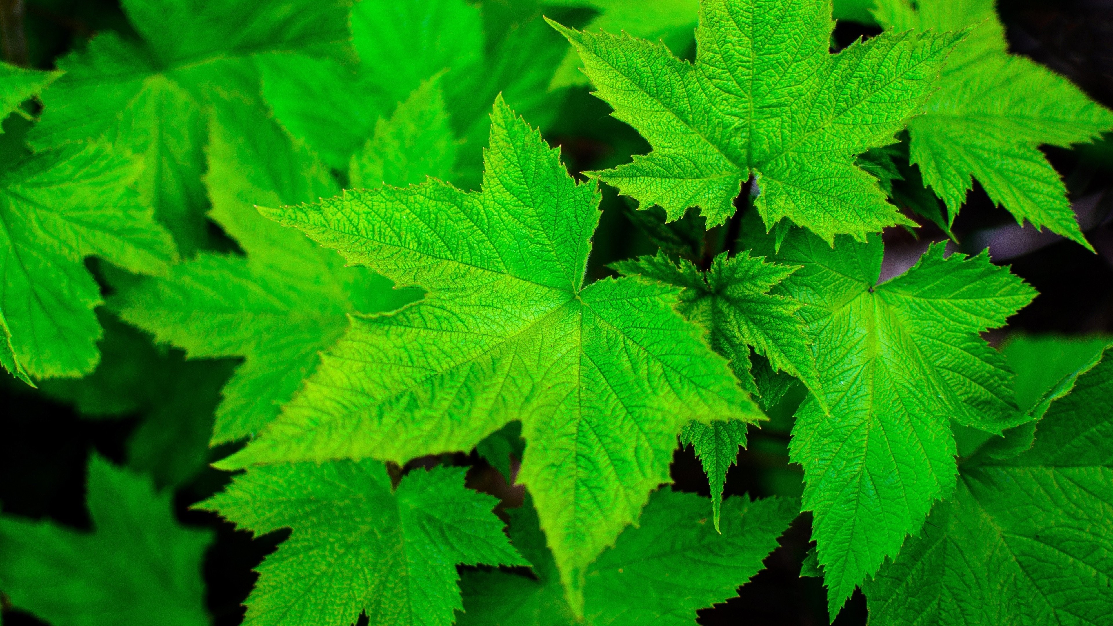 Leaves: Green Leaves Nature Iphone 6 Wallpaper Hd for HD 16:9 High ...