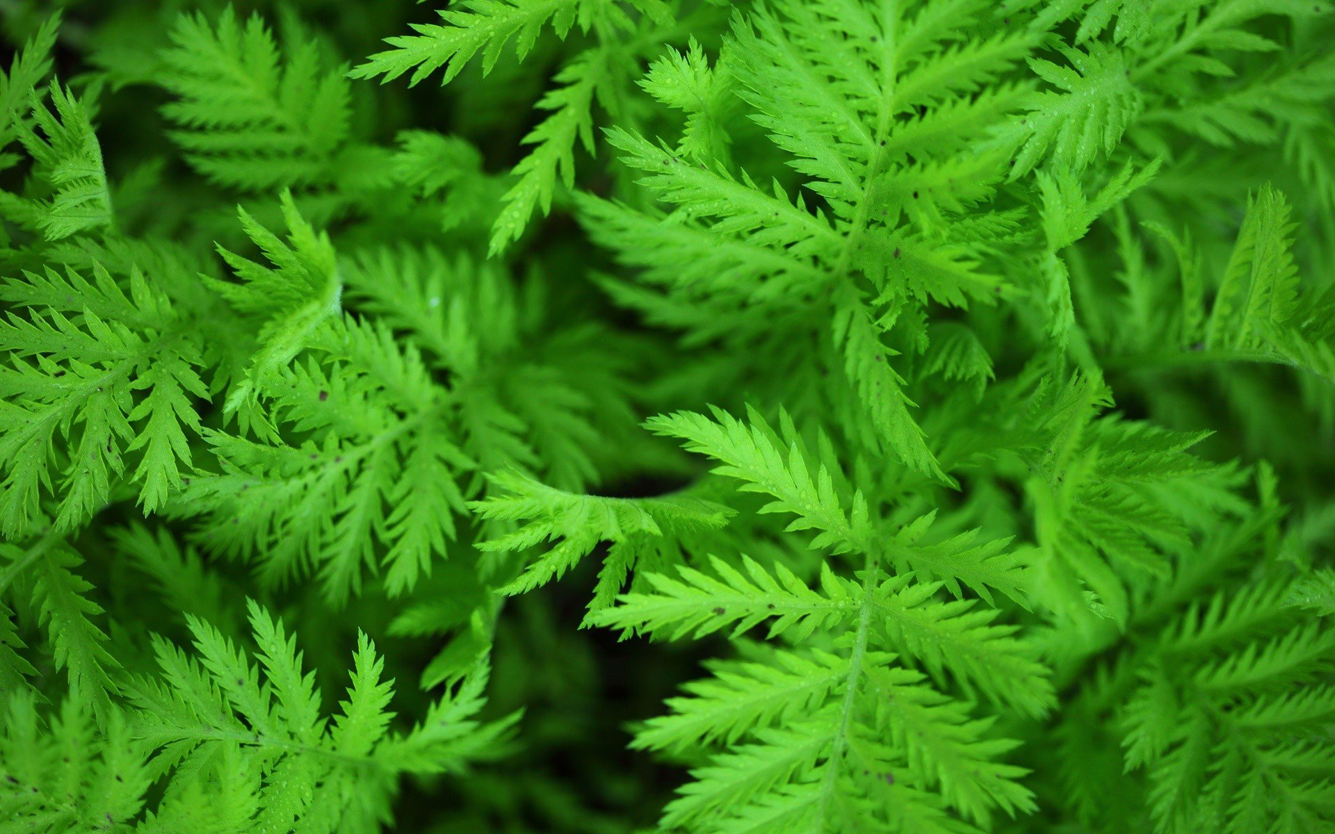 Green natural leaves photo