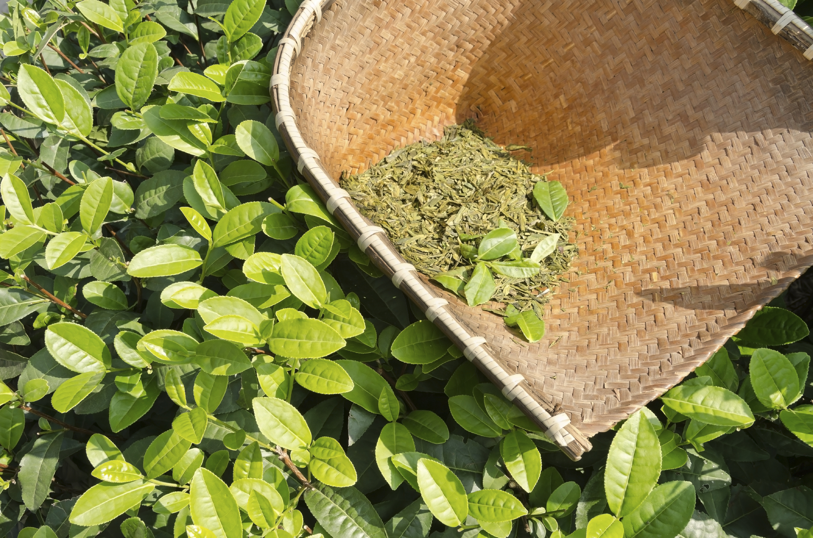 Get to Know Green Tea | Yogi Tea