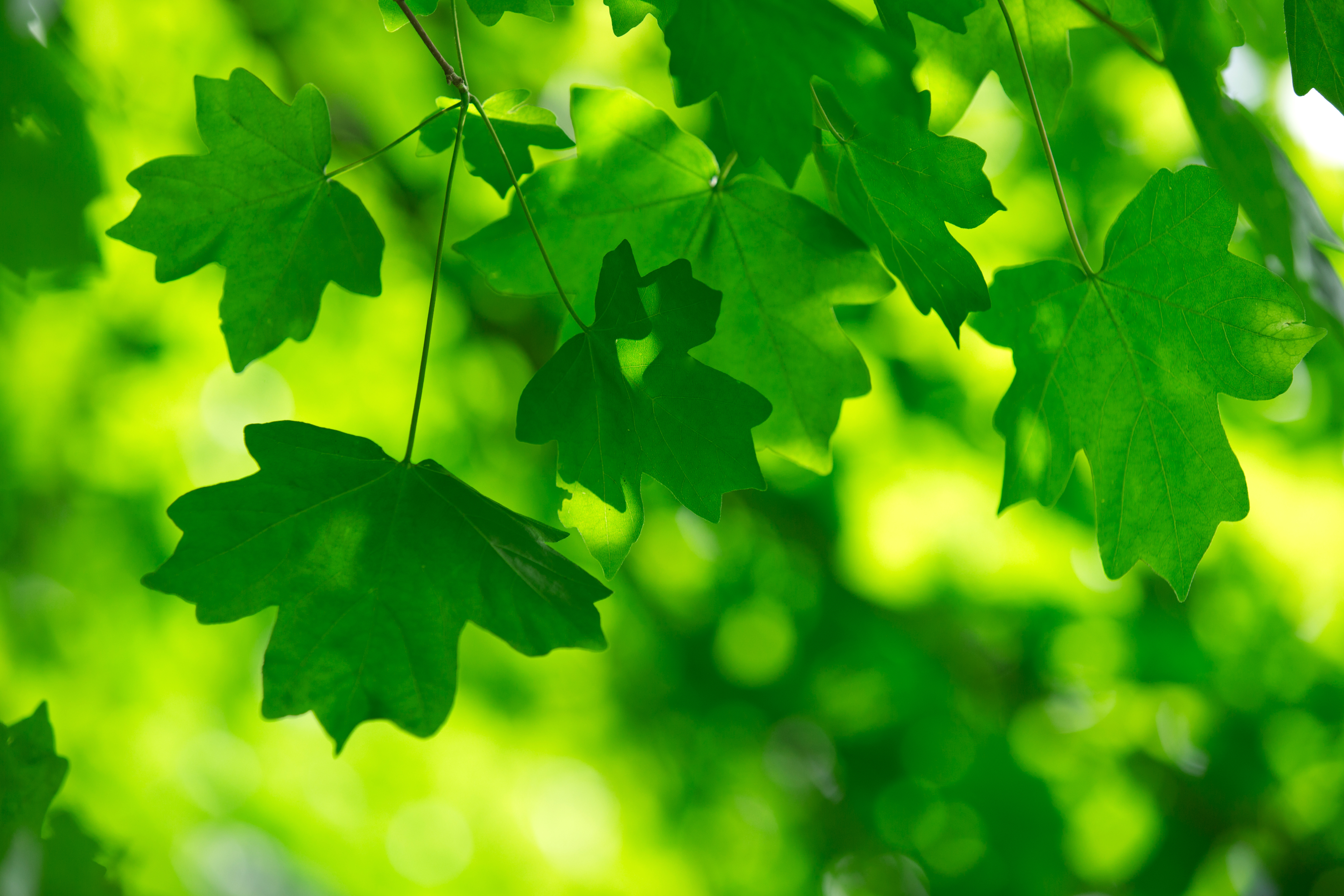 Why We Love The Color Green: It's The Color Of New Life