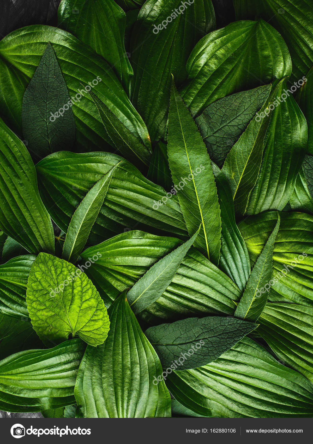 Creative background made green leaves — Stock Photo © alexxndr ...