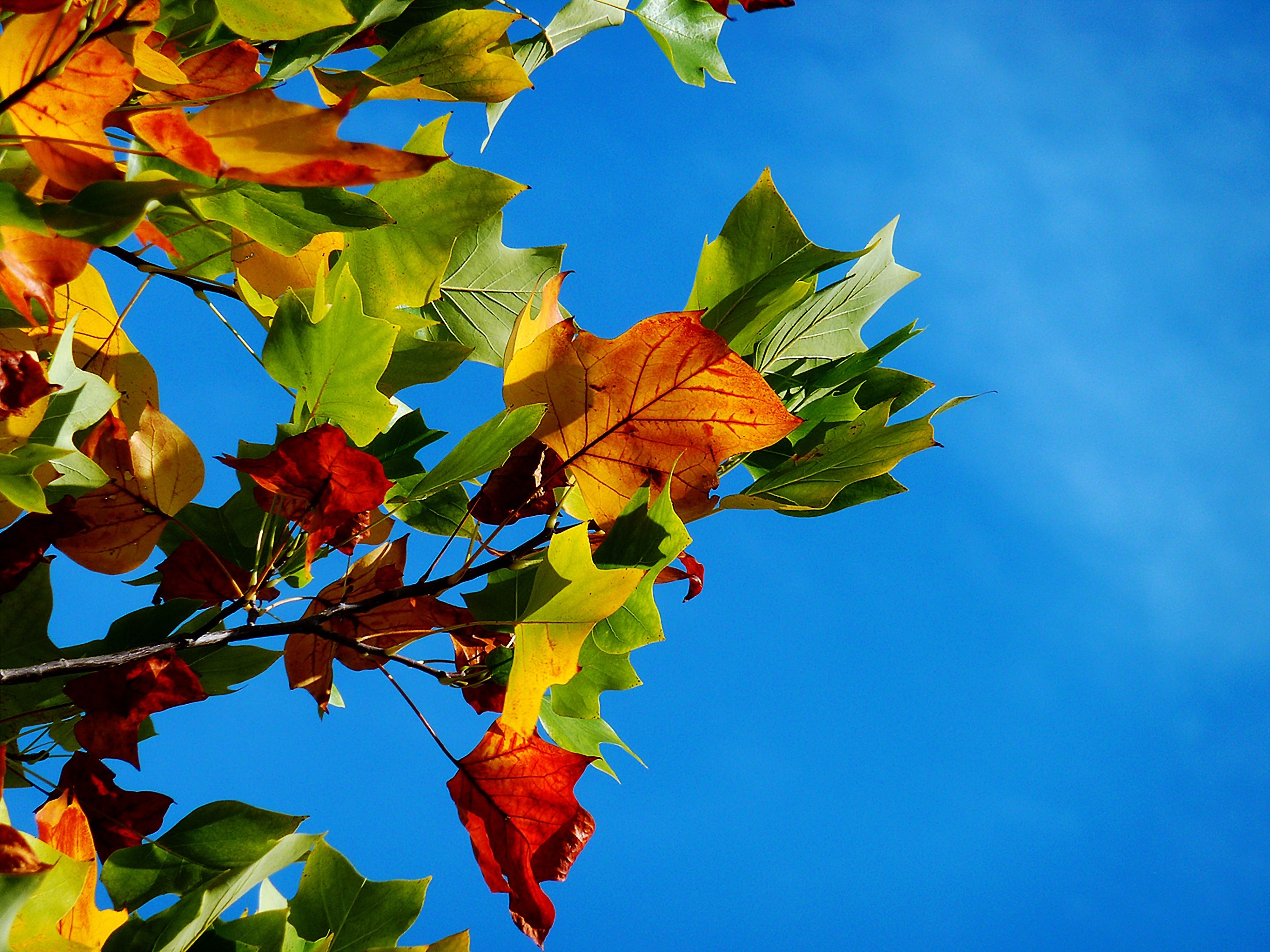 Red Orange and Green Leaves during Daytime · Free Stock Photo