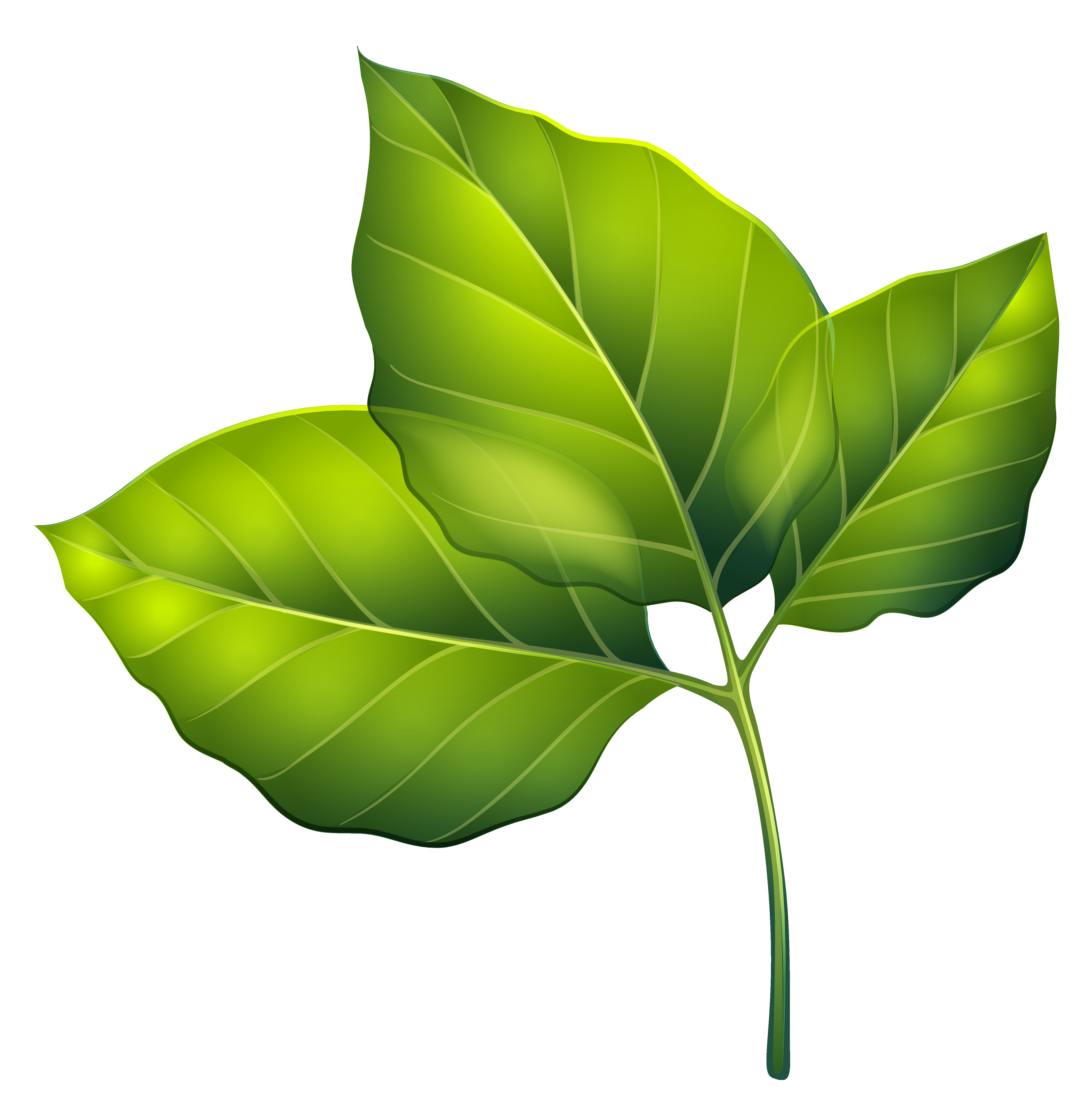 Greenleaves clipart - Clipground
