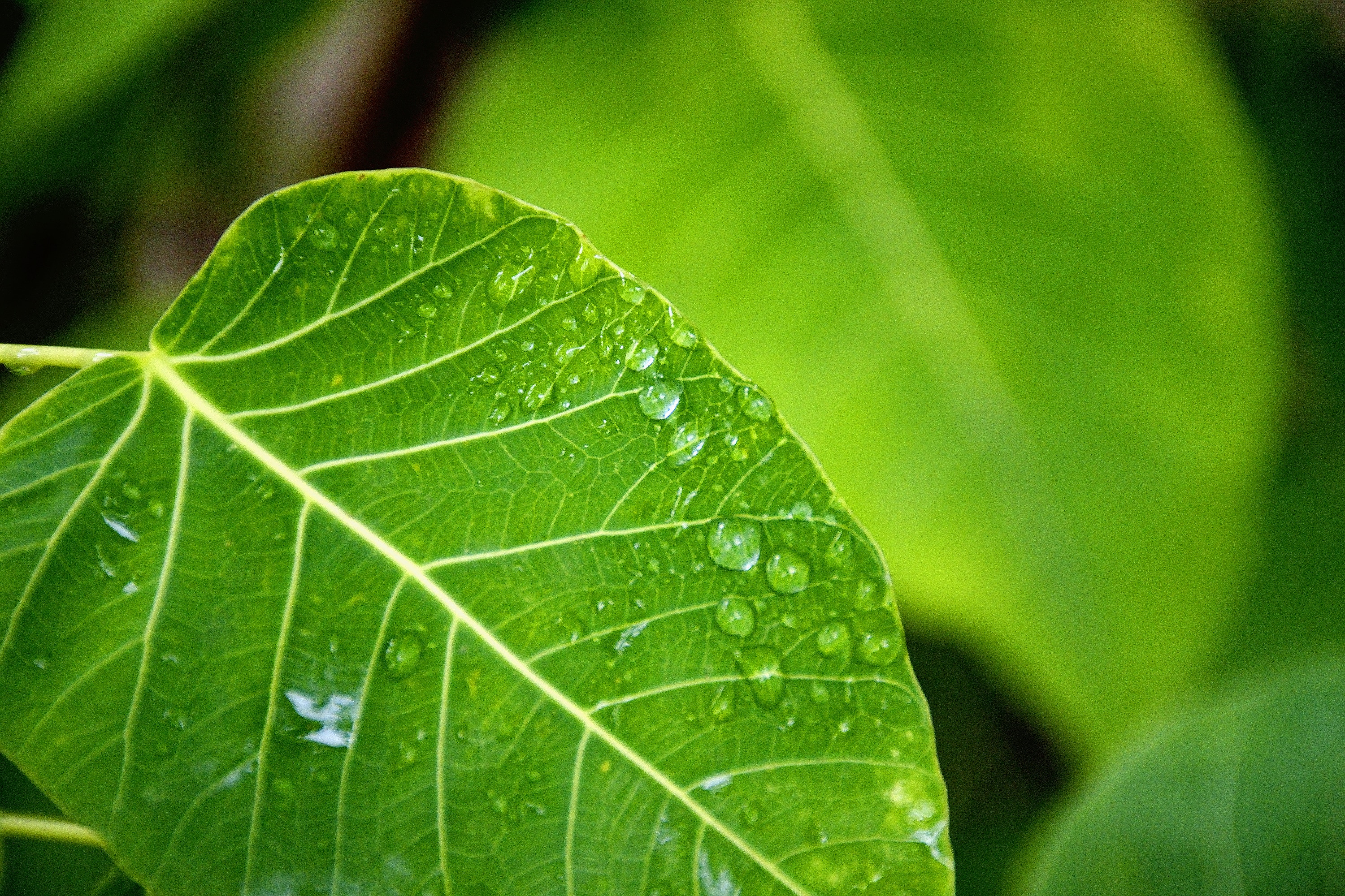 green leaves with water free image | Peakpx