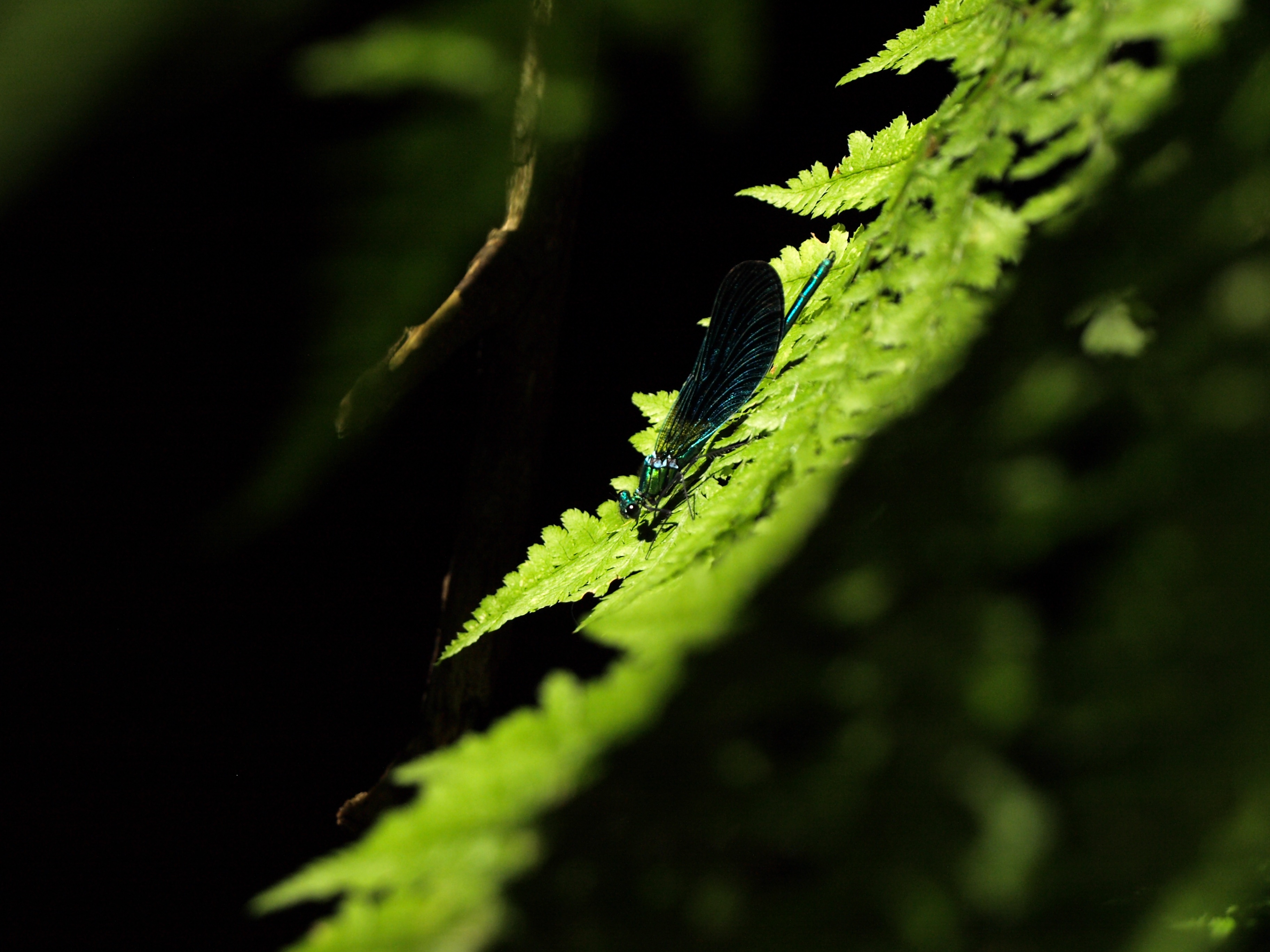 Green Leaves, Fresh, Green, Insect, Leave, HQ Photo