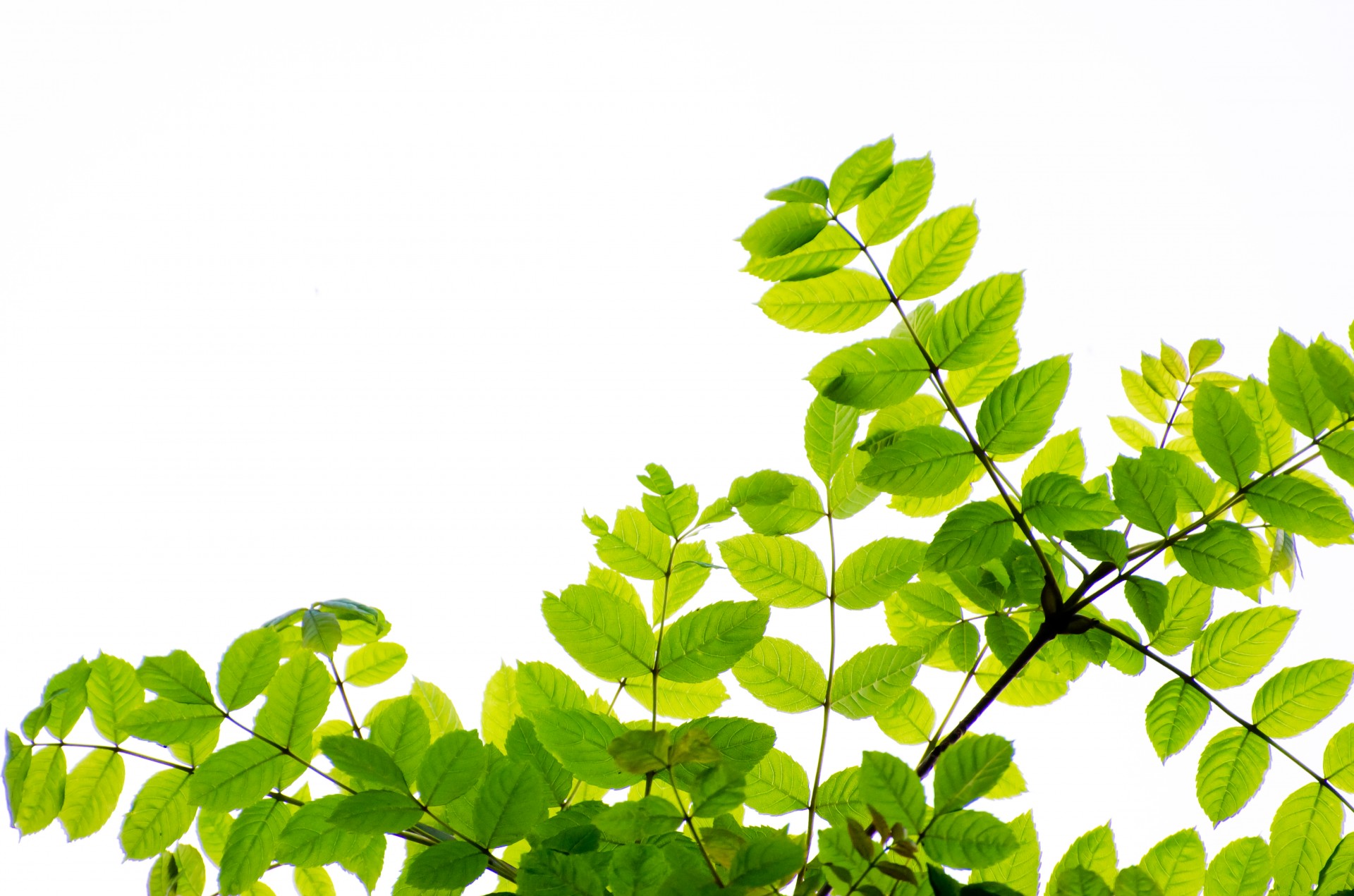 Green Leaves And Branches Free Stock Photo - Public Domain Pictures