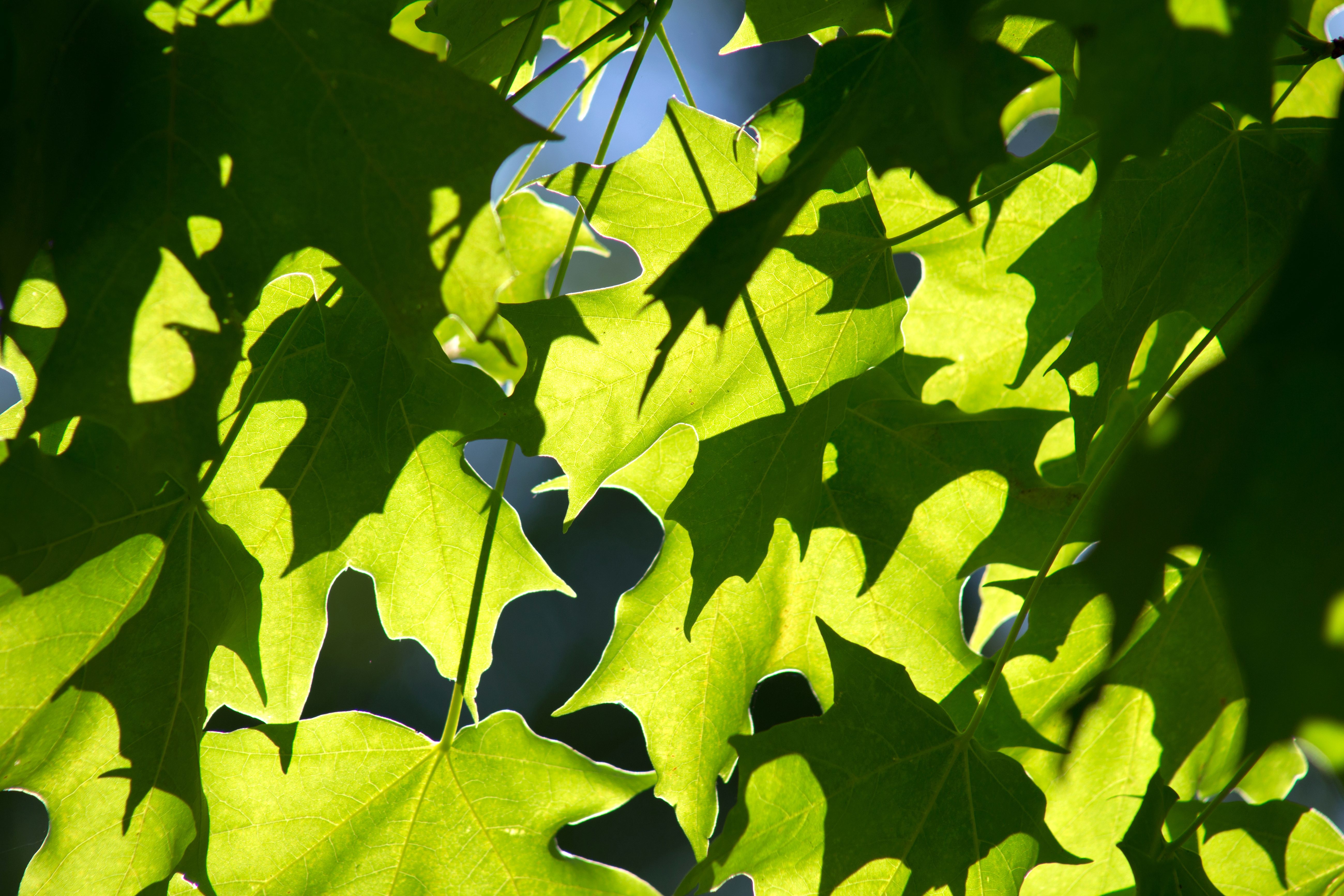 Free picture: green leaves, texture, leaf, nature, leaves, sunlight