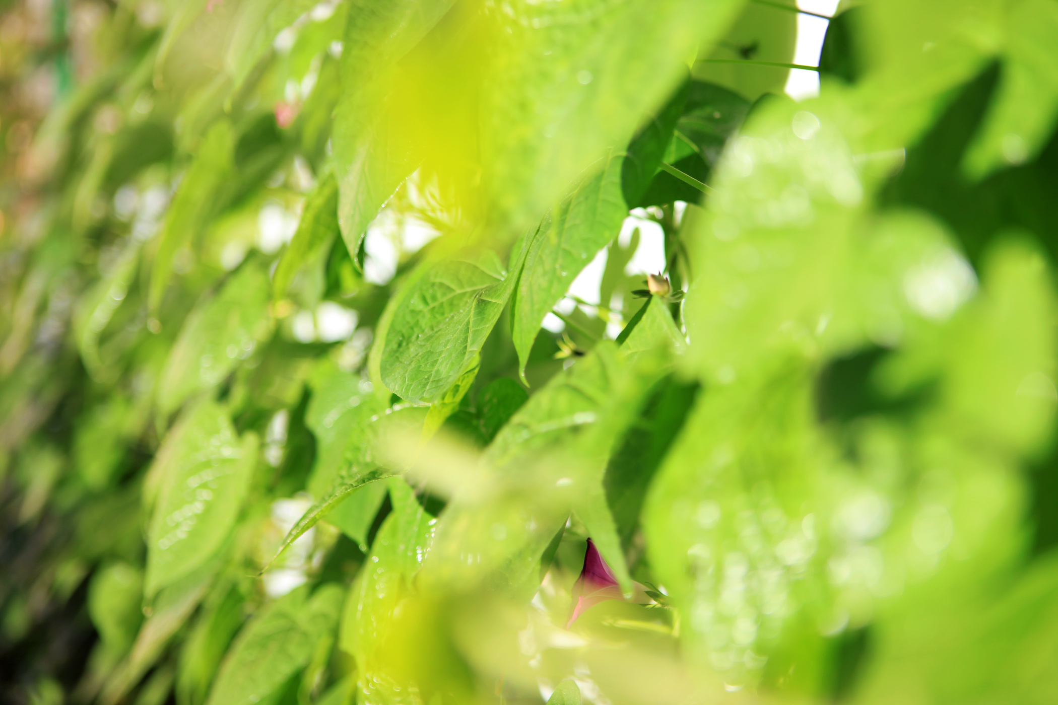 Green leaves, Blur, Herbal, Spring, Plant, HQ Photo