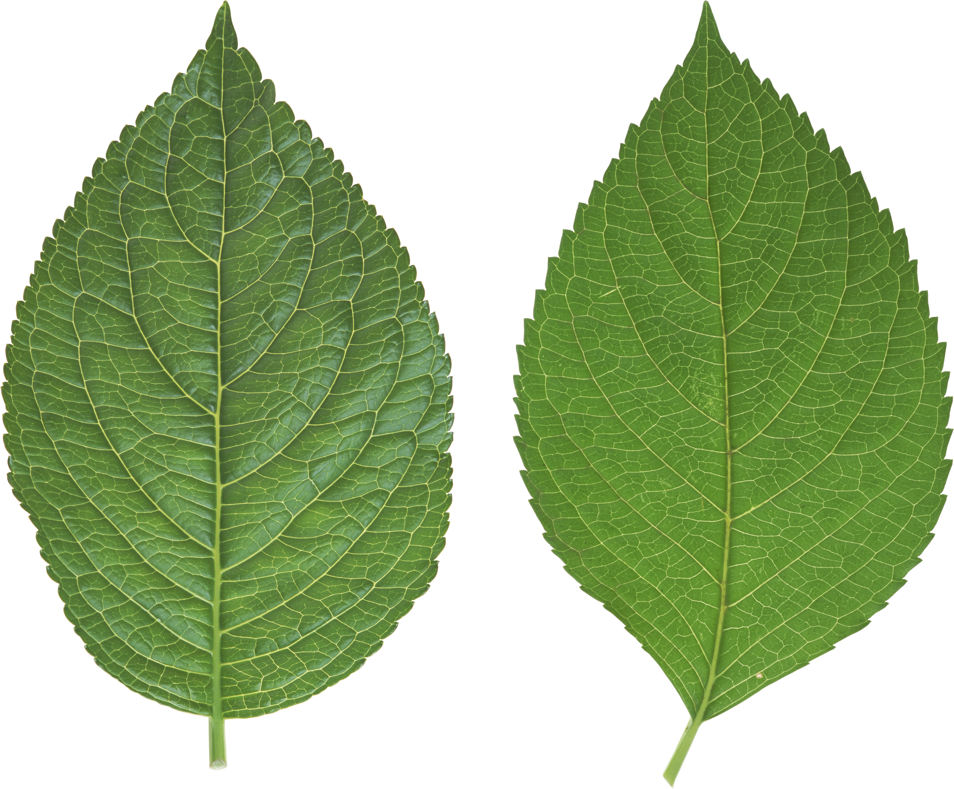 Green leaves Clipart PNG Image - Picpng