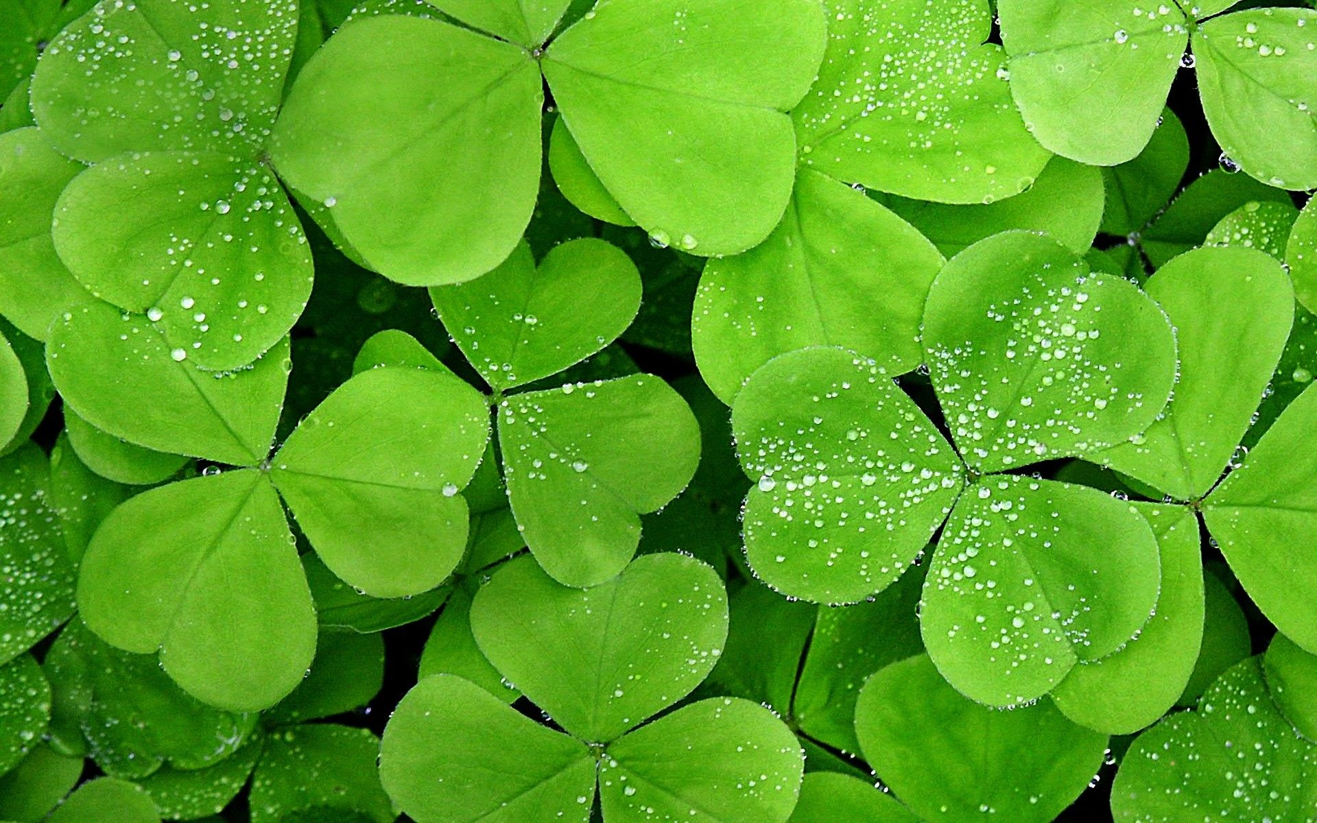 green leaves - macro | WOOD | Pinterest | Leaves