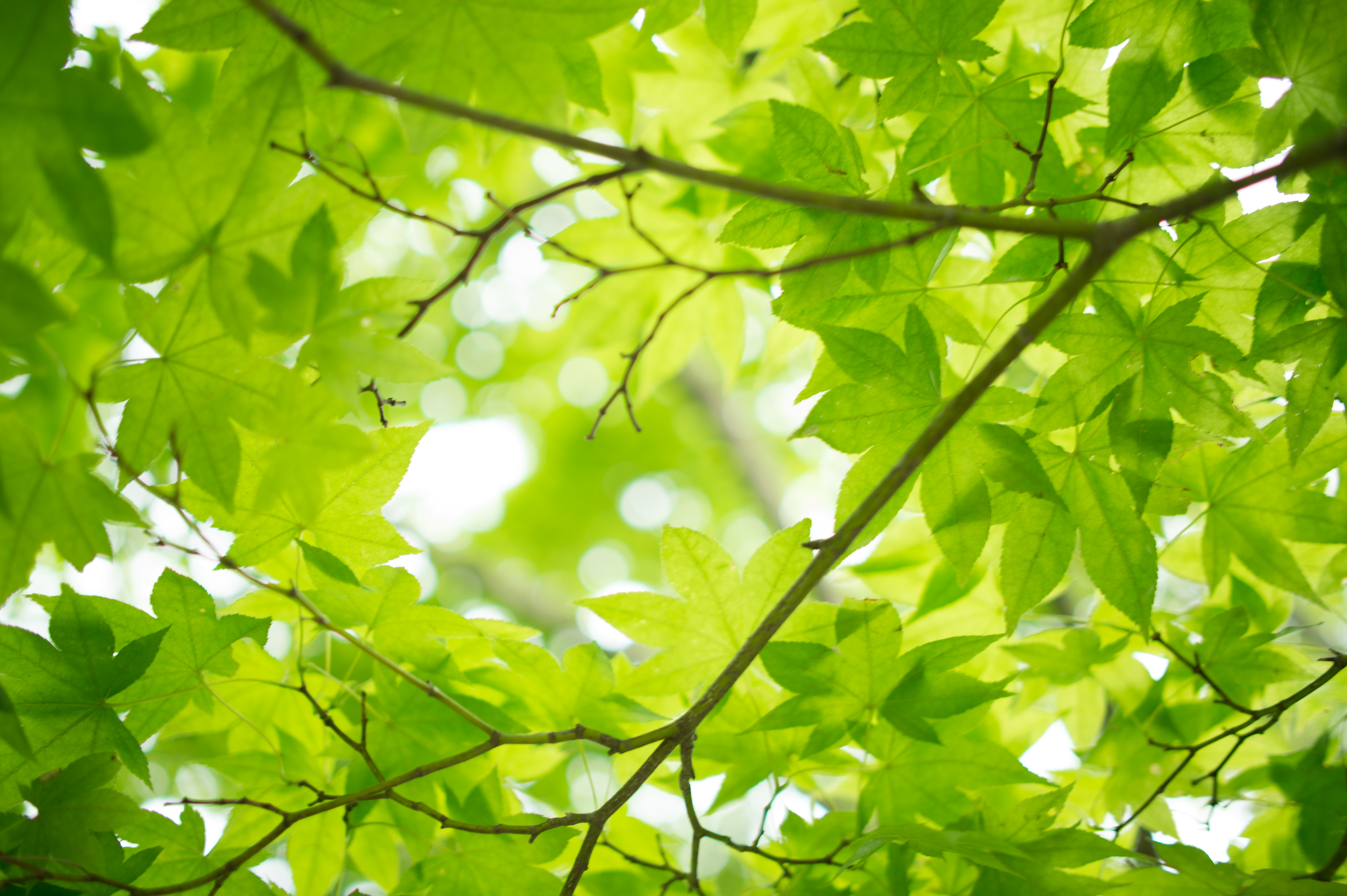 File:Fresh green maple leaves (7185025589).jpg - Wikimedia Commons