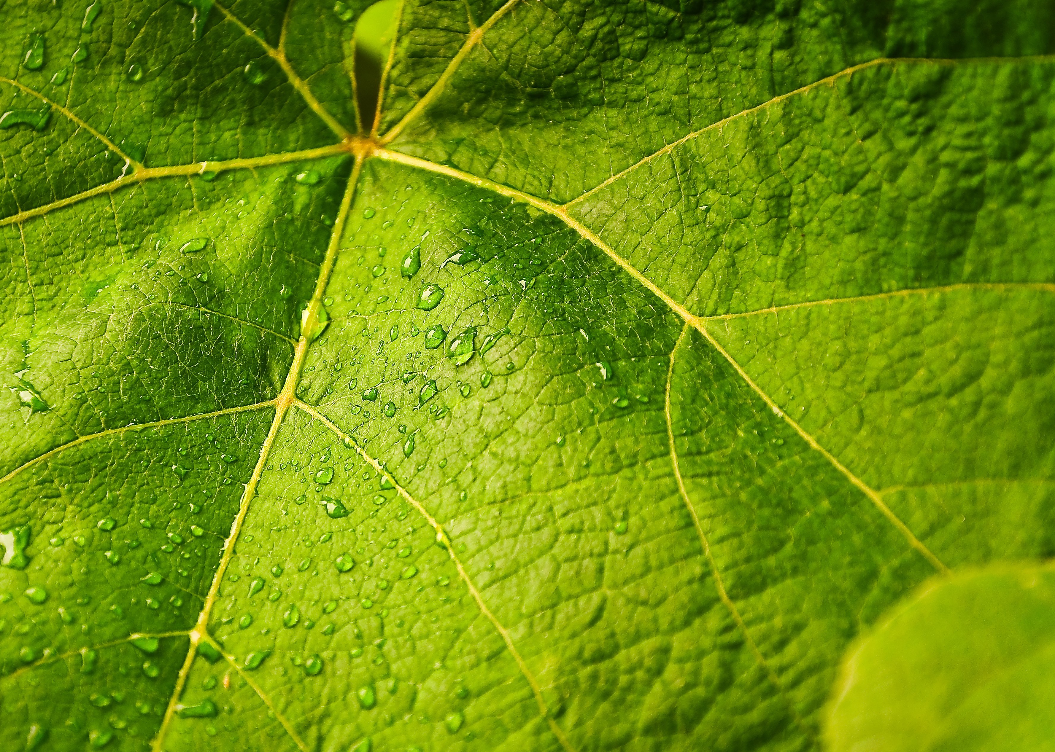 Green leaves closeup photo
