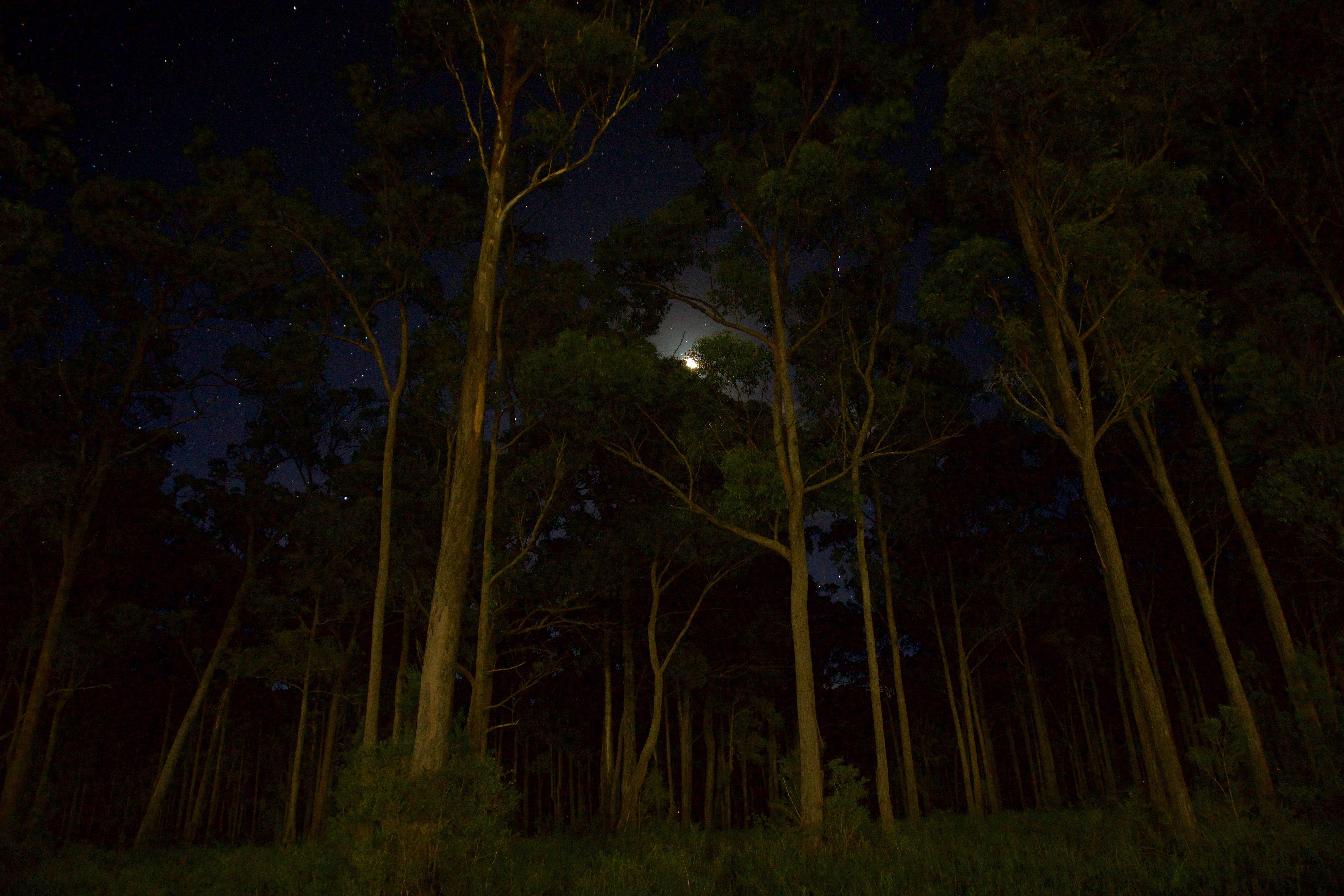 Green leaves forest trees during nighttime photo