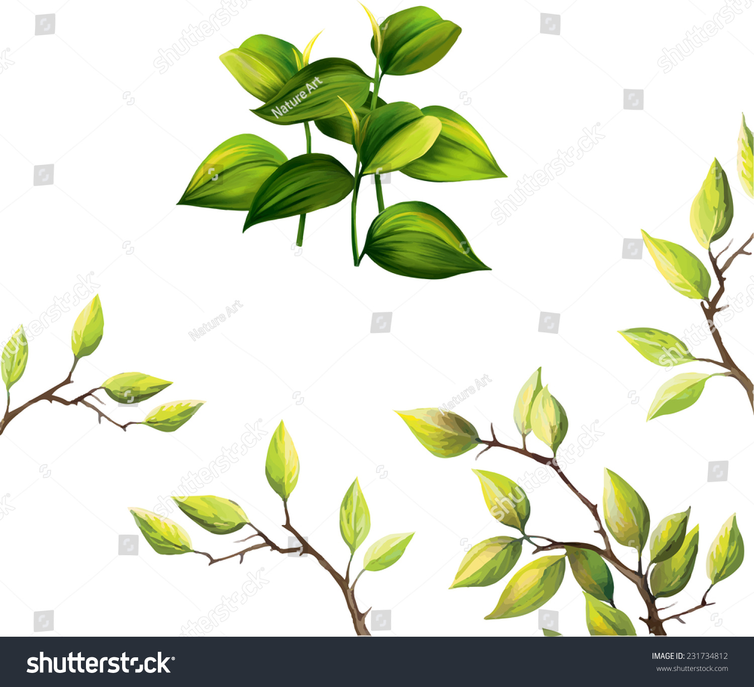 Vector Illustration Green Tropical Leaves Young Stock Vector ...