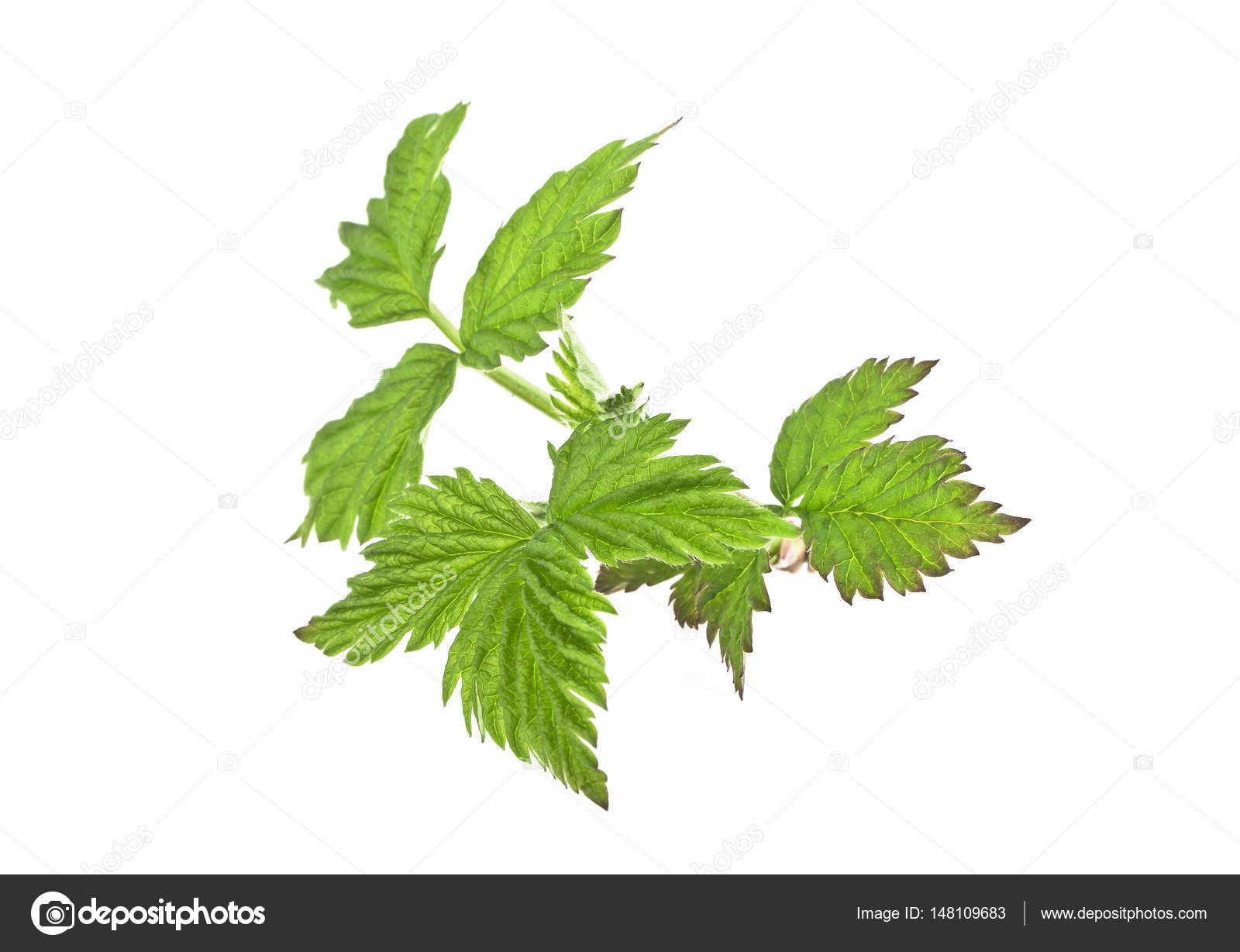 Raspberry green leaves isolated on white background — Stock Photo ...